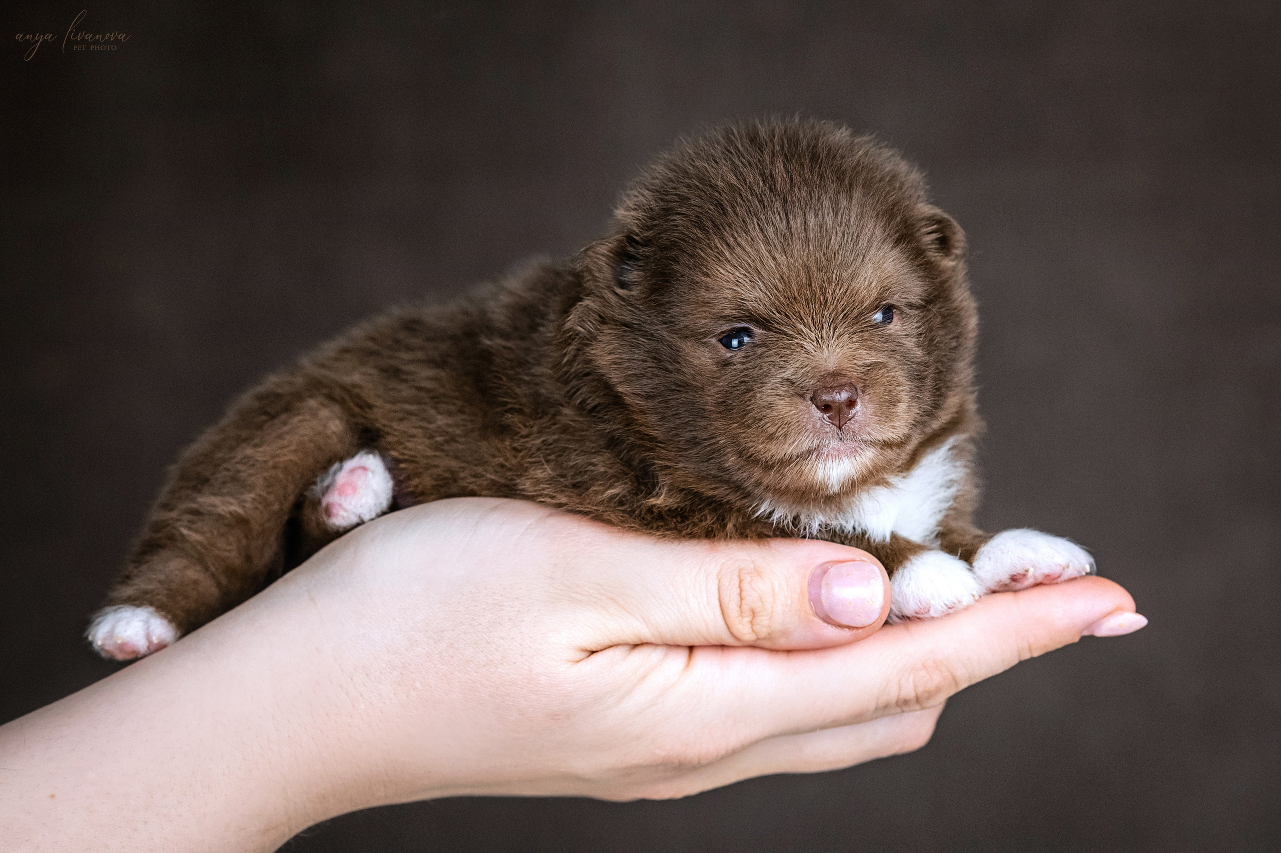 Шпицулики. Фотограф анималист Аня Ливанова | Рыбинск