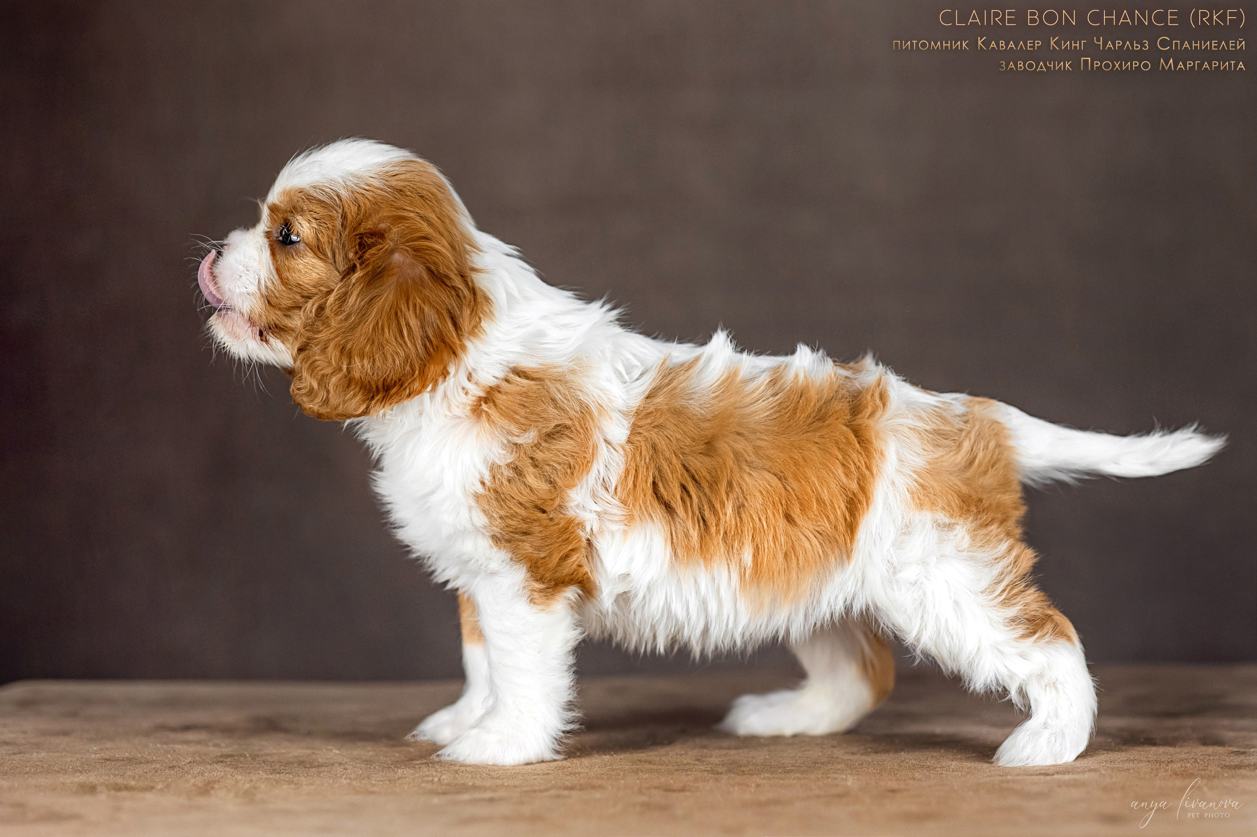 Кавалерчики. Фотограф анималист Аня Ливанова | Рыбинск