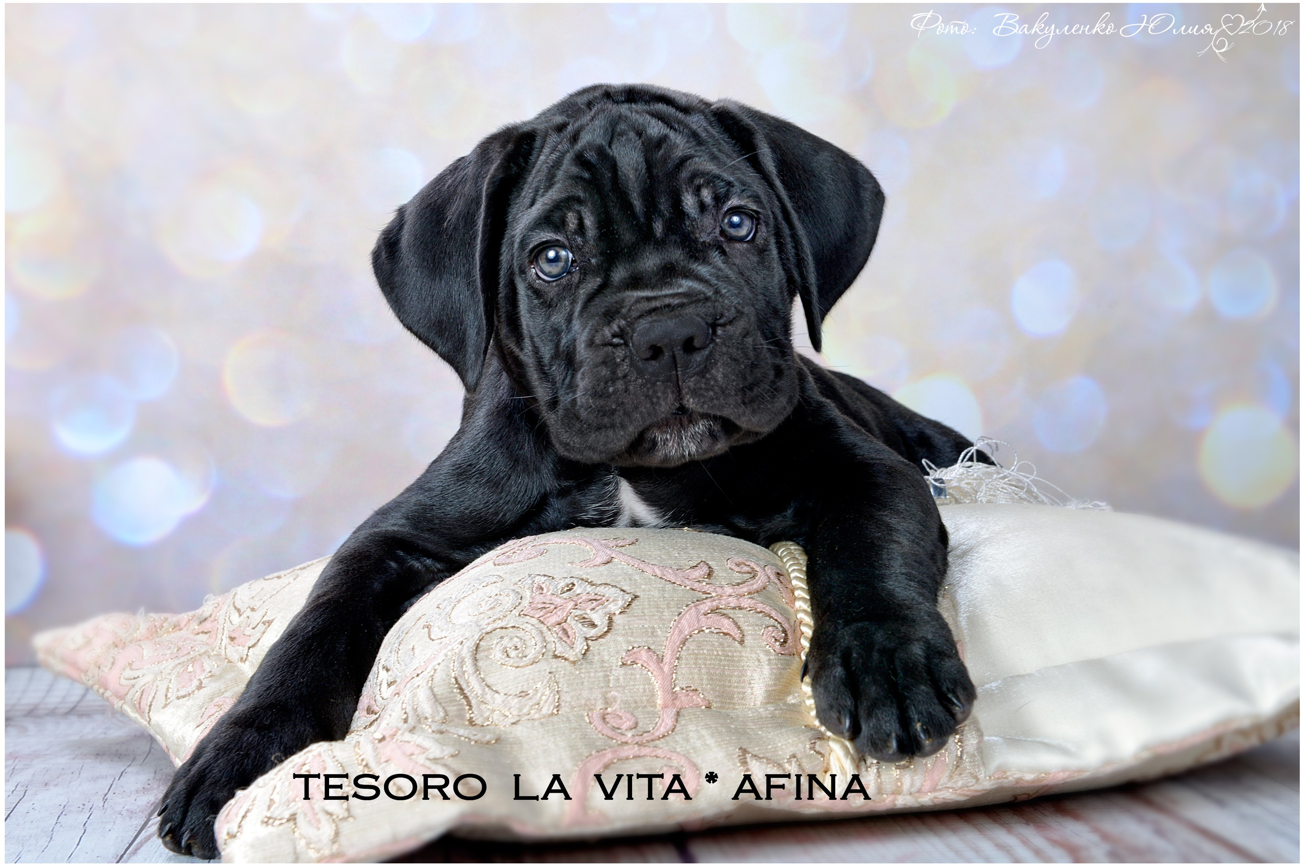 Студийная съемка. Фотограф анималист | семейный Юлия Вакуленко, г. Краснодар