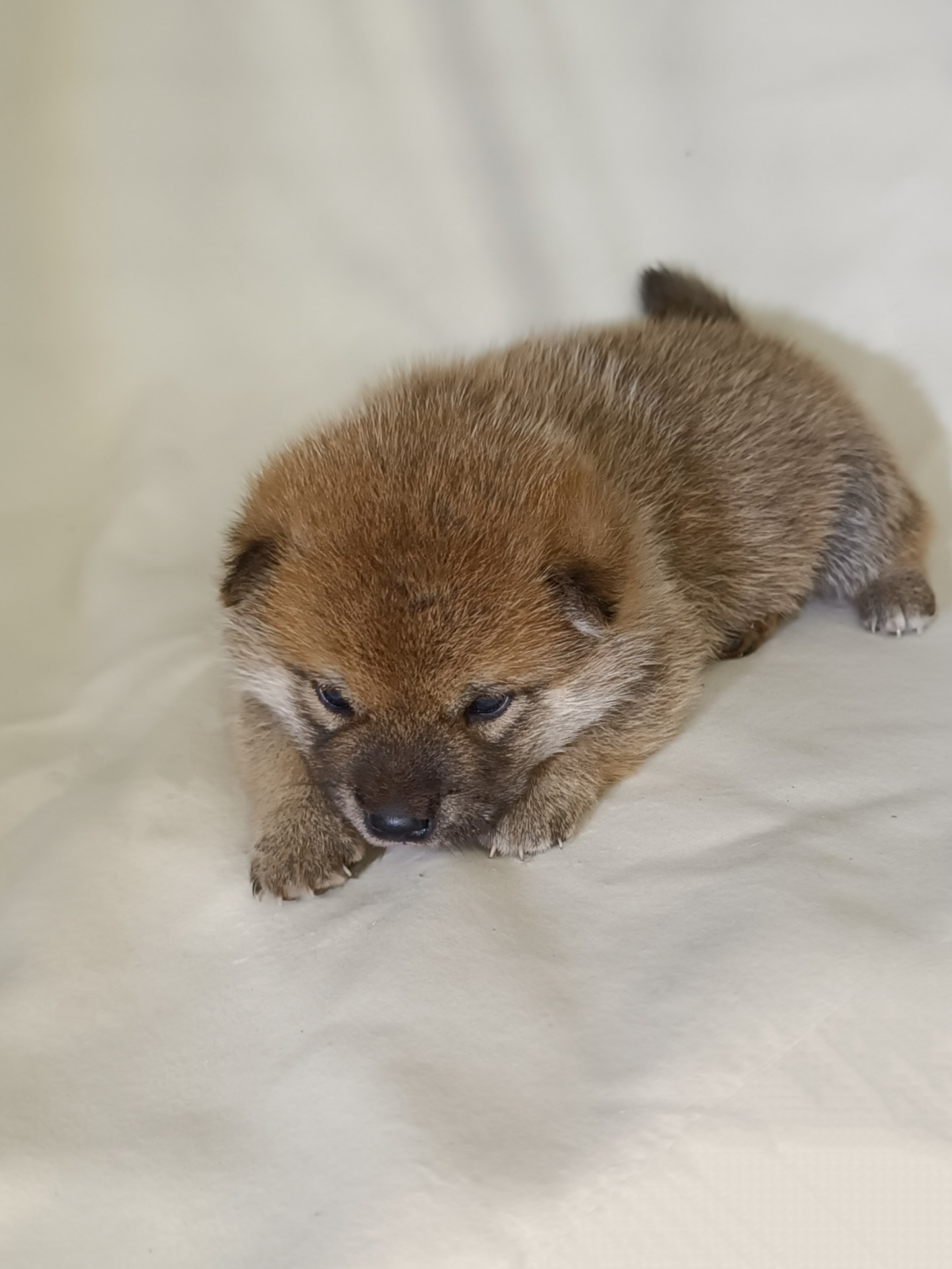 сиба питомник Рубилайт щенки на продажу rubylight  сиба щенки купить СПб Санкт-Петербург 