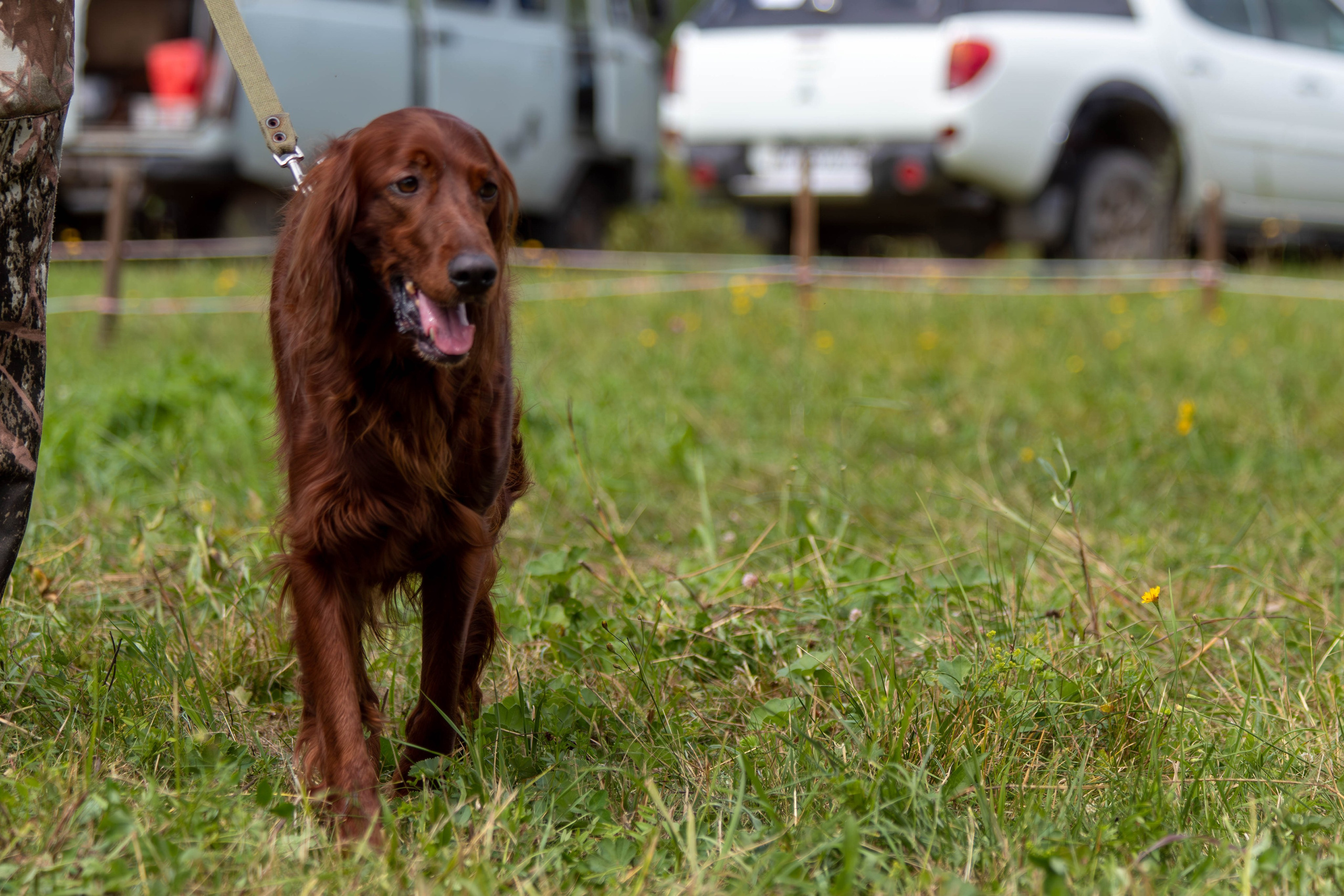 Репортажная съемка в Туле. Фотограф анималист — Тула, Москва