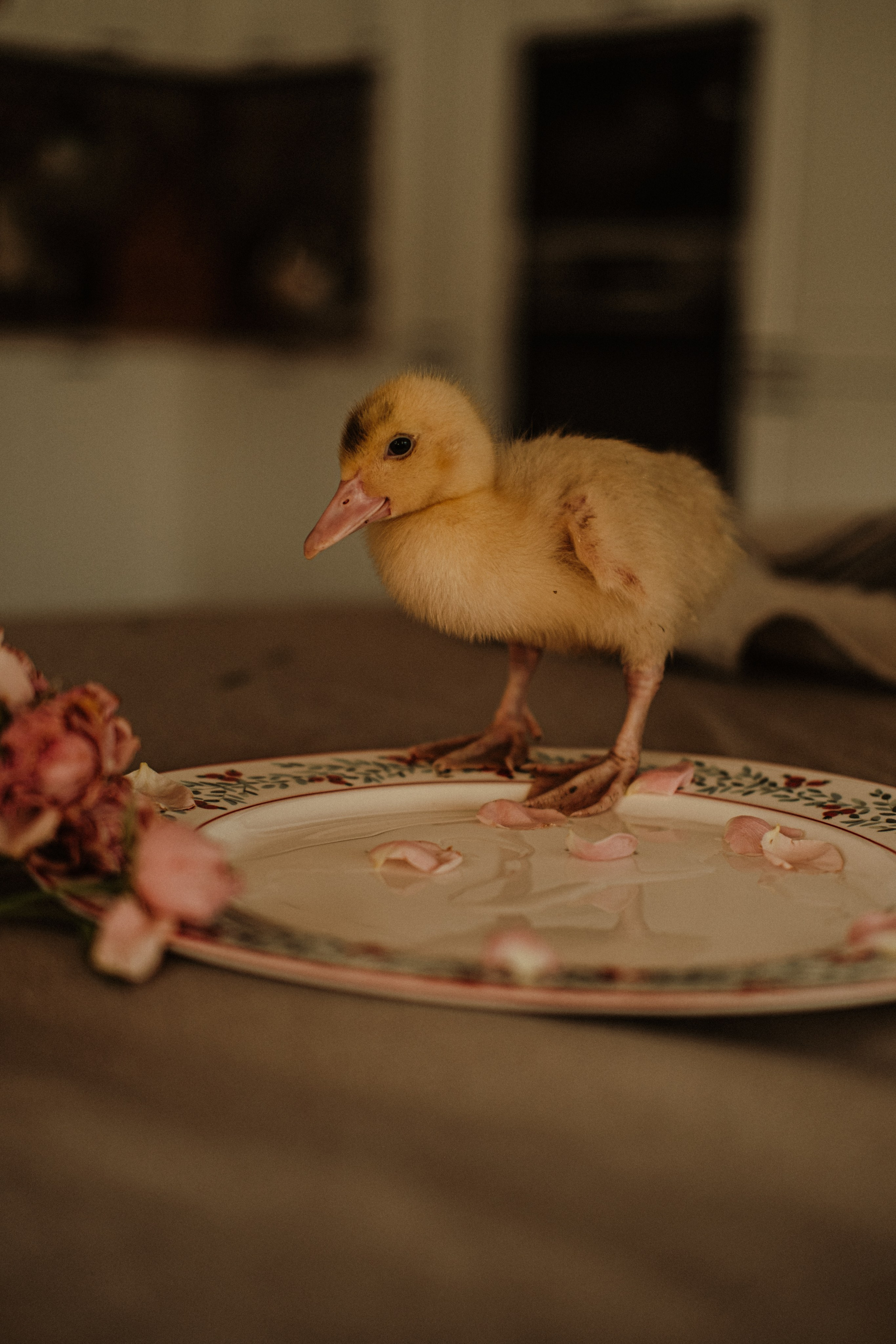 Утята. Свадебный фотограф Челябинск