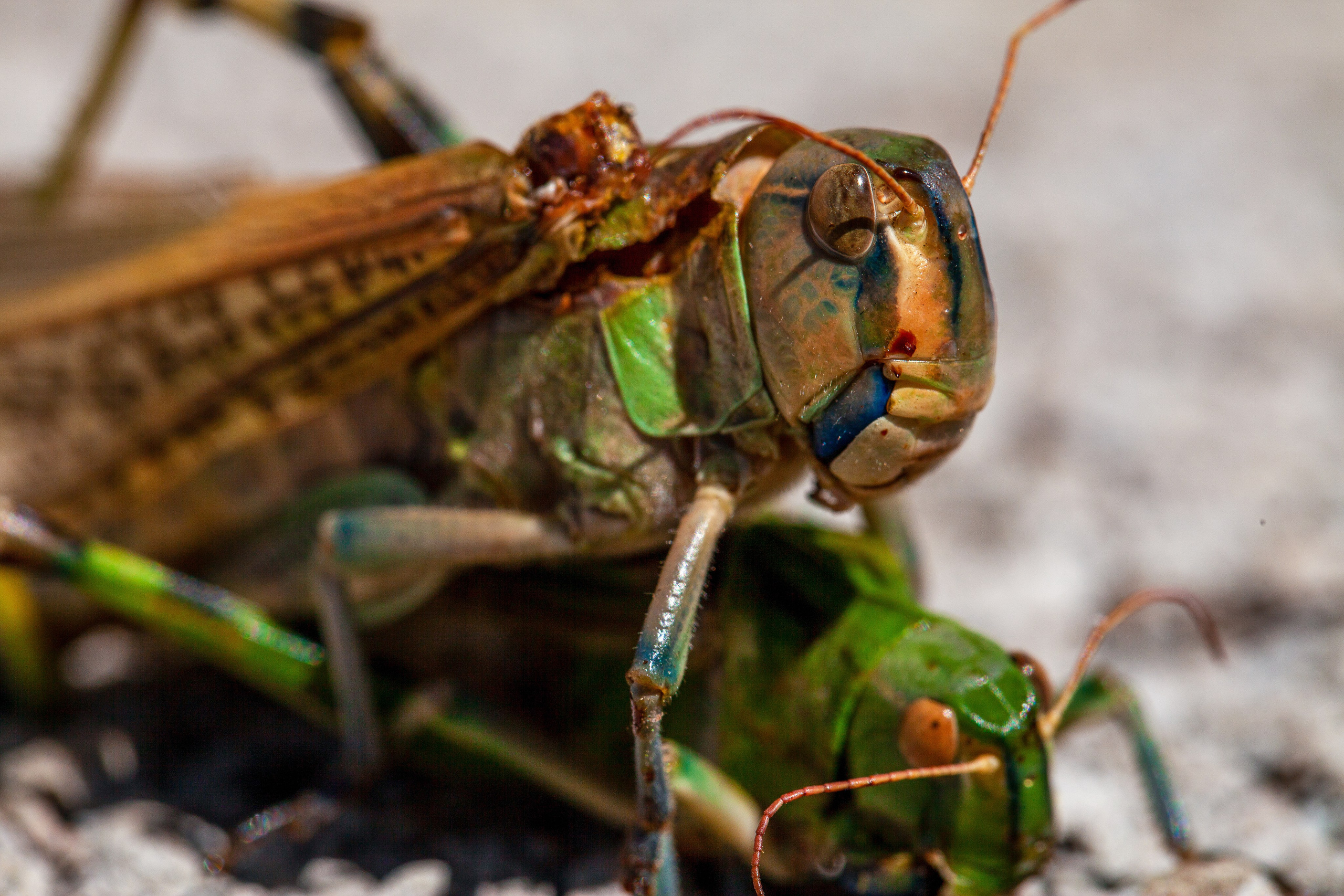 Саранча. Медиапродюсер, фотограф в Минеральных Водах —Виктор Холодов