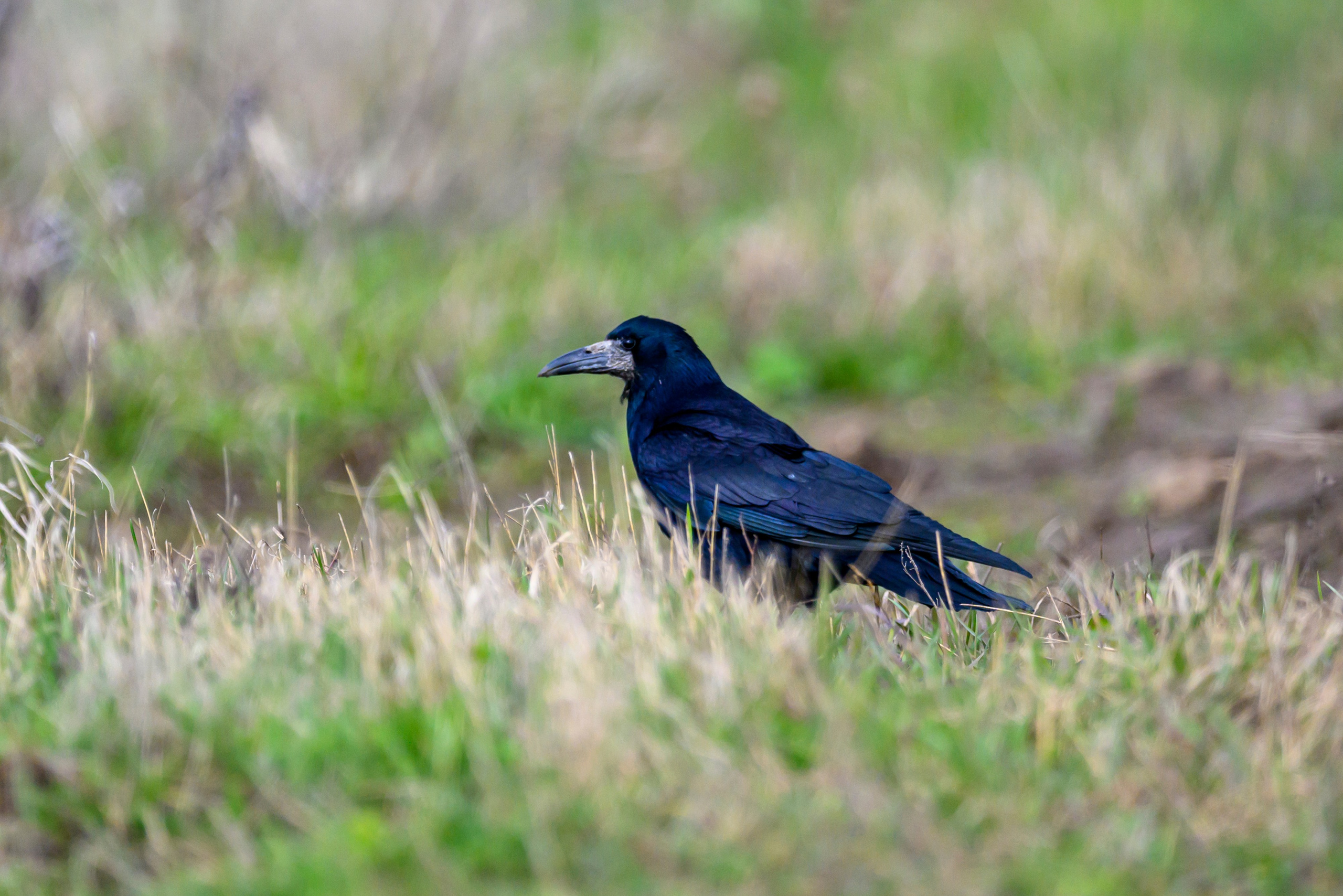 Куропатки. Wildlife photography by Sergey Puponin
