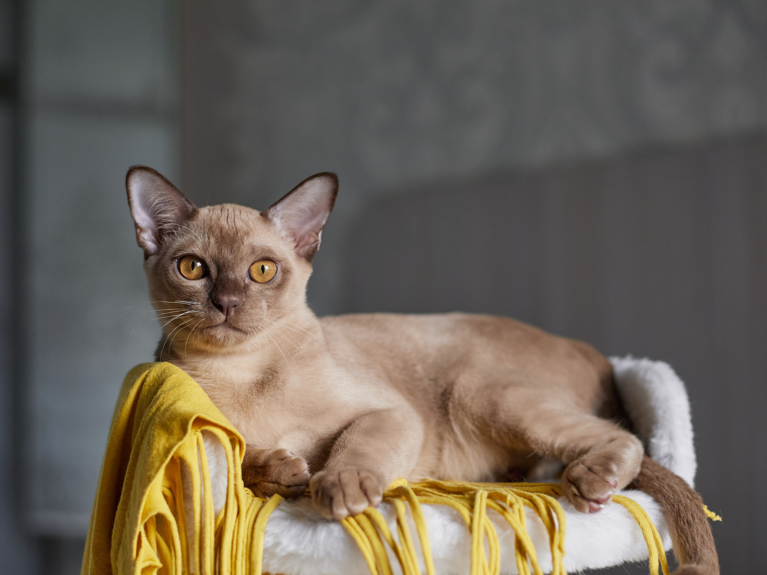 Jony (Уфа). Питомник «Bouncy Life»