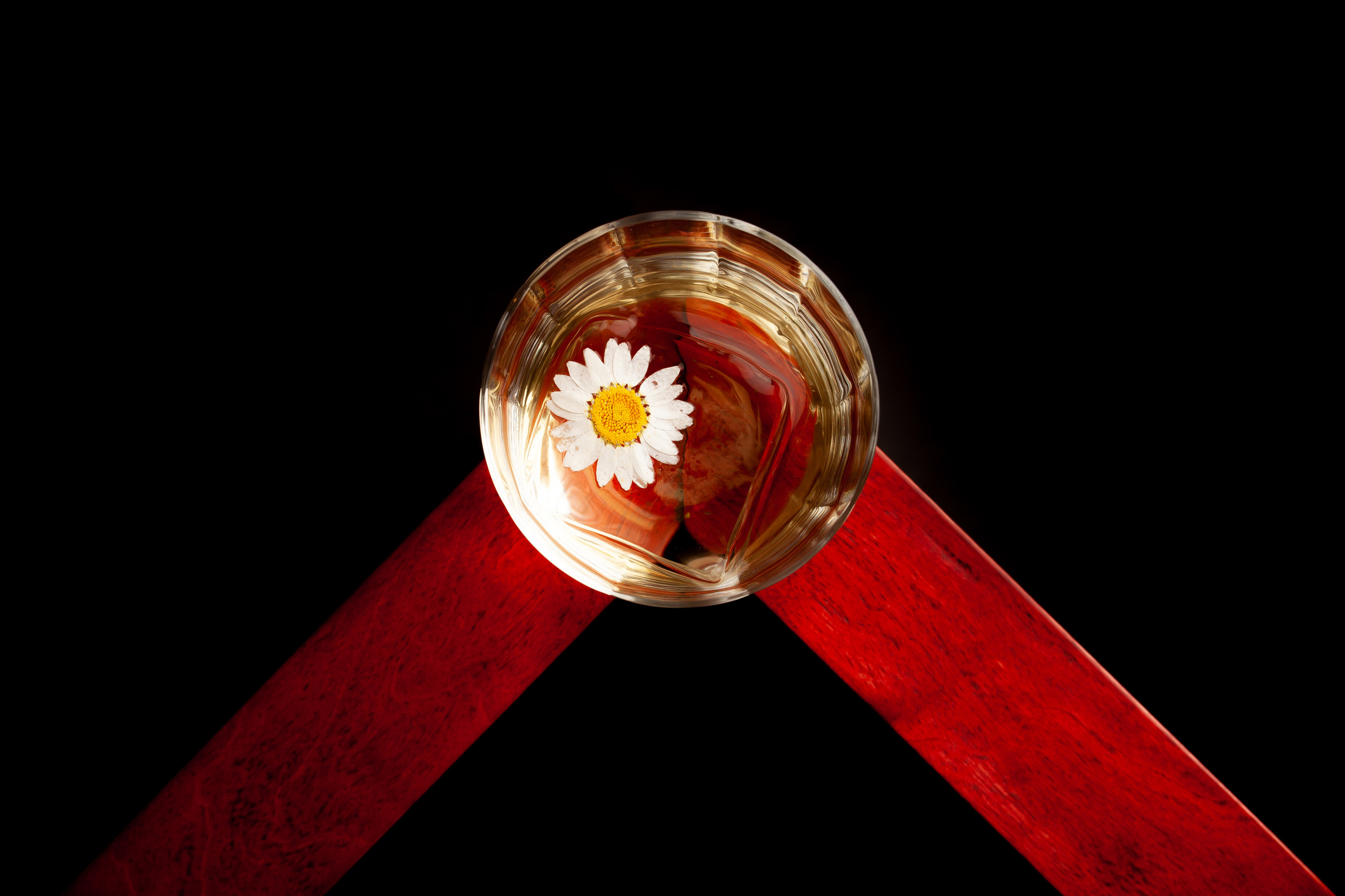 ALPACA. Фотограф Агеева Мария