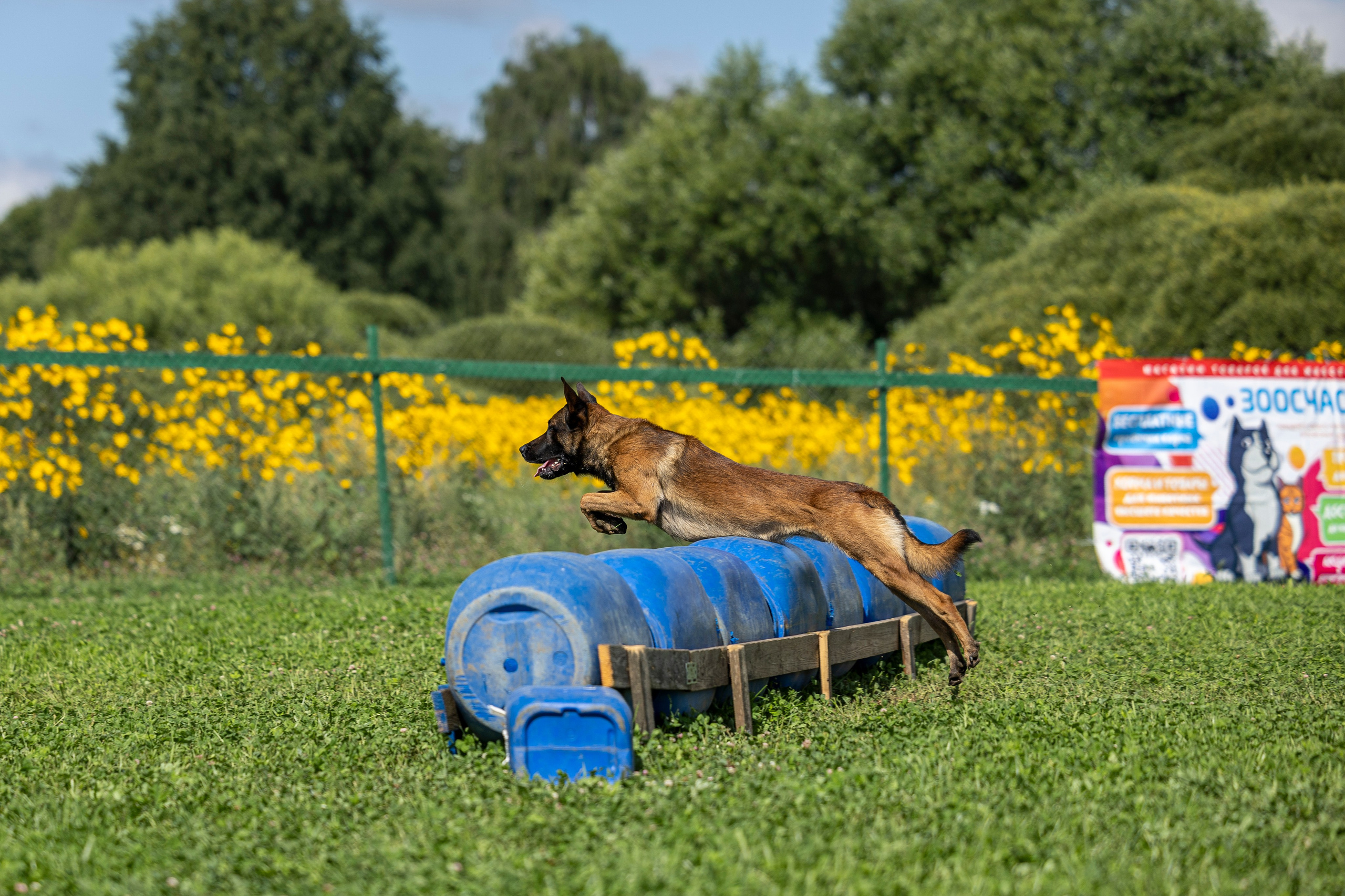 Соревнования по Мондьорингу г. Вологда 10-11.08.2024. Фотограф-анималист Анна Маринич