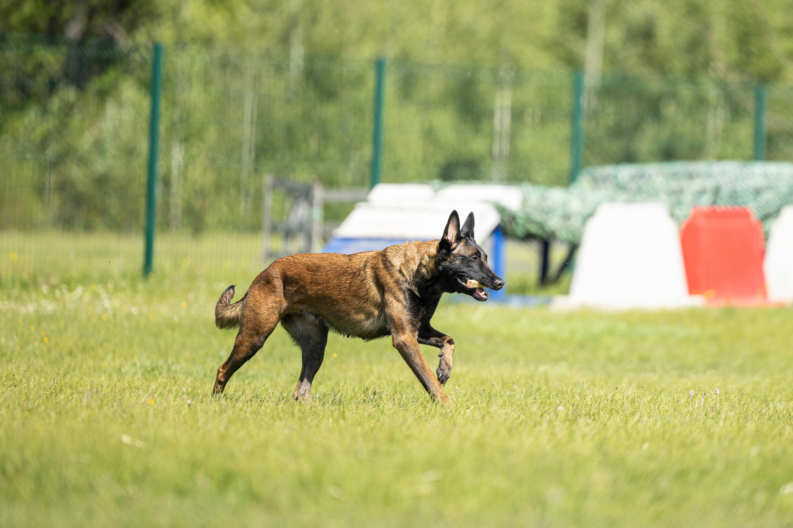 Испытания по мондьорингу в Нижнем Новгороде. Фотограф-анималист Анна Маринич