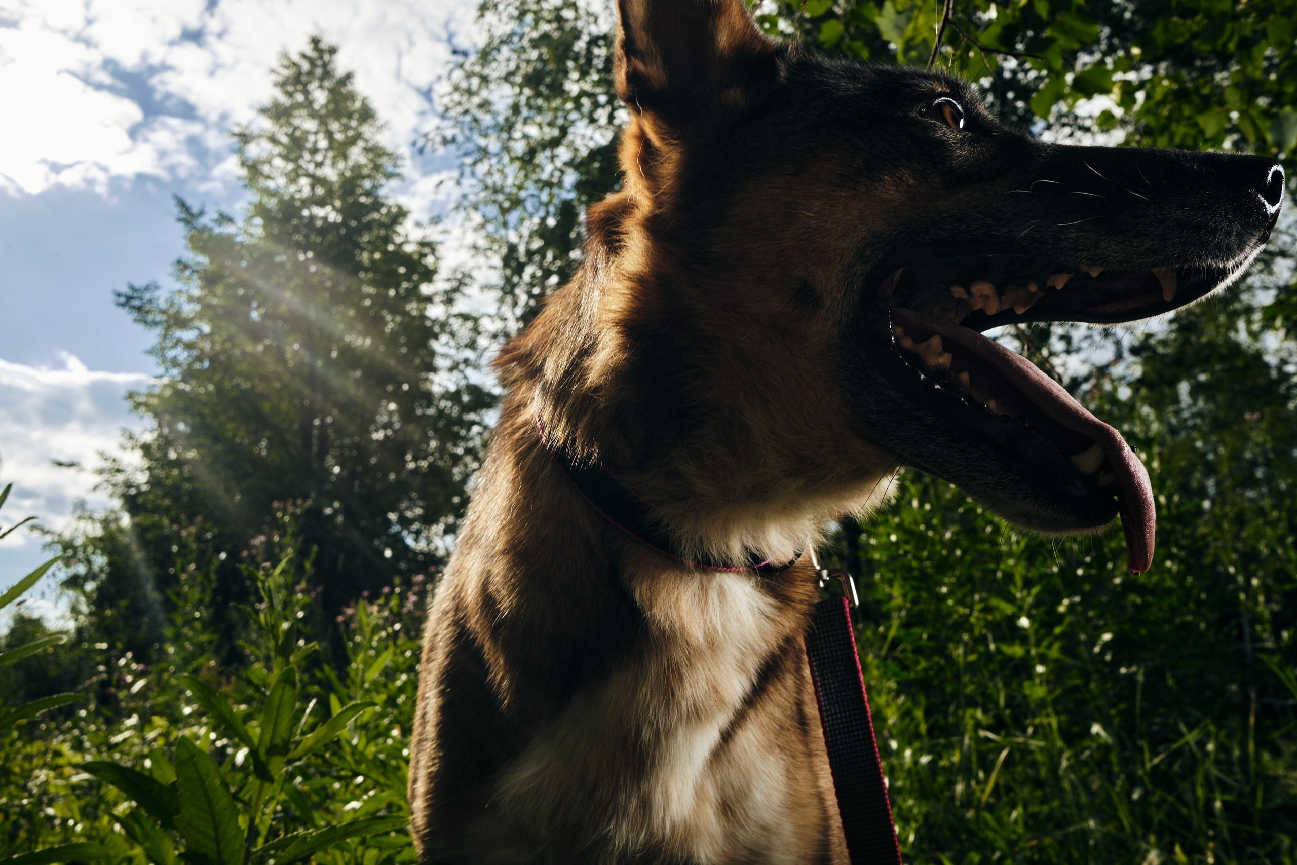 Фотосессия  для паши пса. Профессиональный фотограф в Москве — Максим Дьяконов