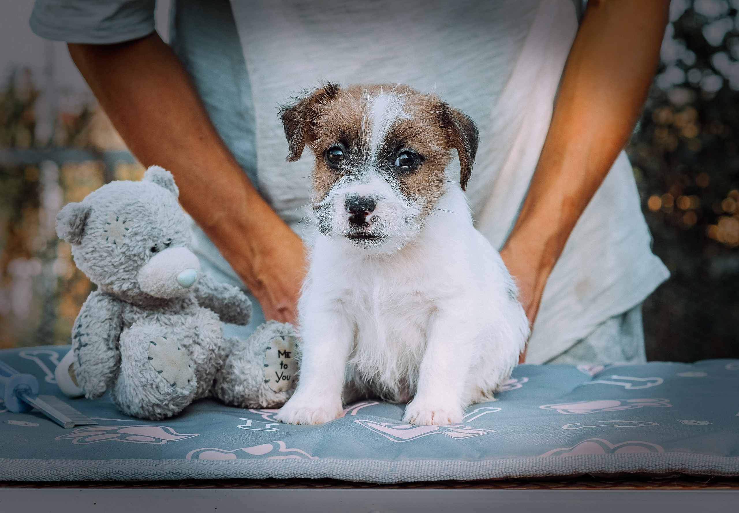 Щенок бело-рыжий джек рассел терьер. КАНЕ МАЭСТРО — питомник Джек рассел терьеров