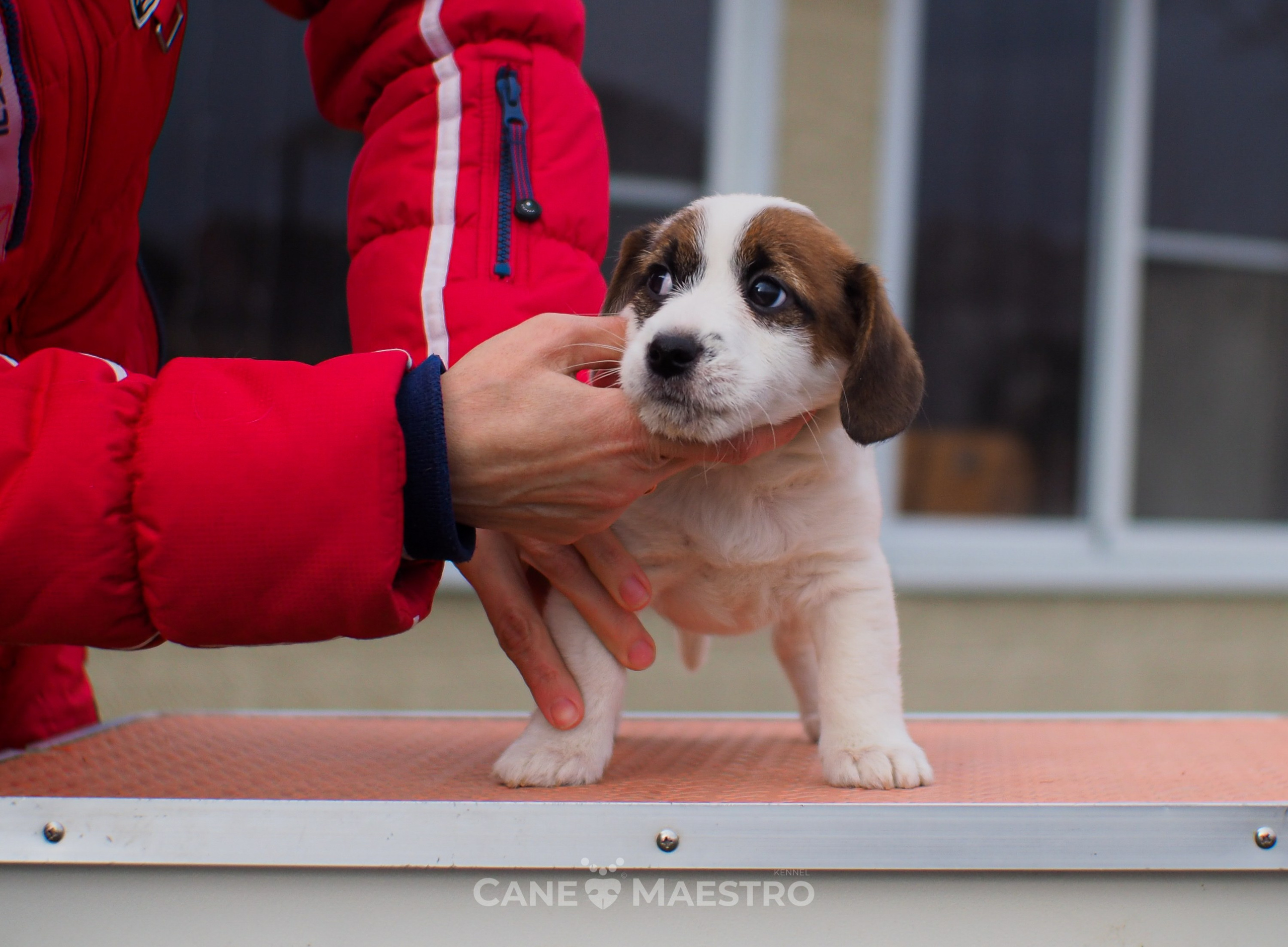 1КОБЛ_МОНОКЛЬ_Ц_ЛИТТЕР. CANE MAESTRO — kennel Jack Russell Terrier