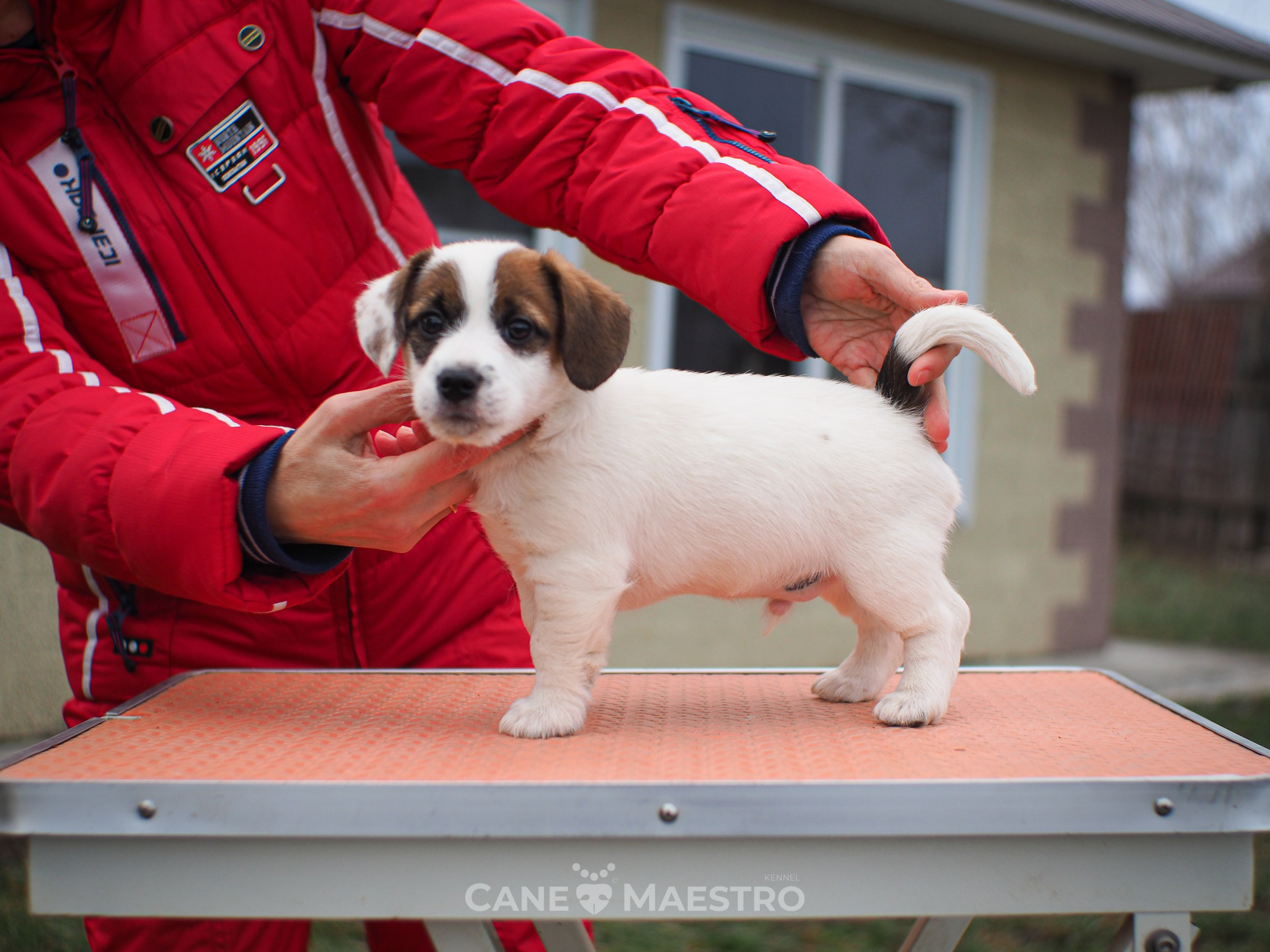 1КОБЛ_МОНОКЛЬ_Ц_ЛИТТЕР. CANE MAESTRO — kennel Jack Russell Terrier