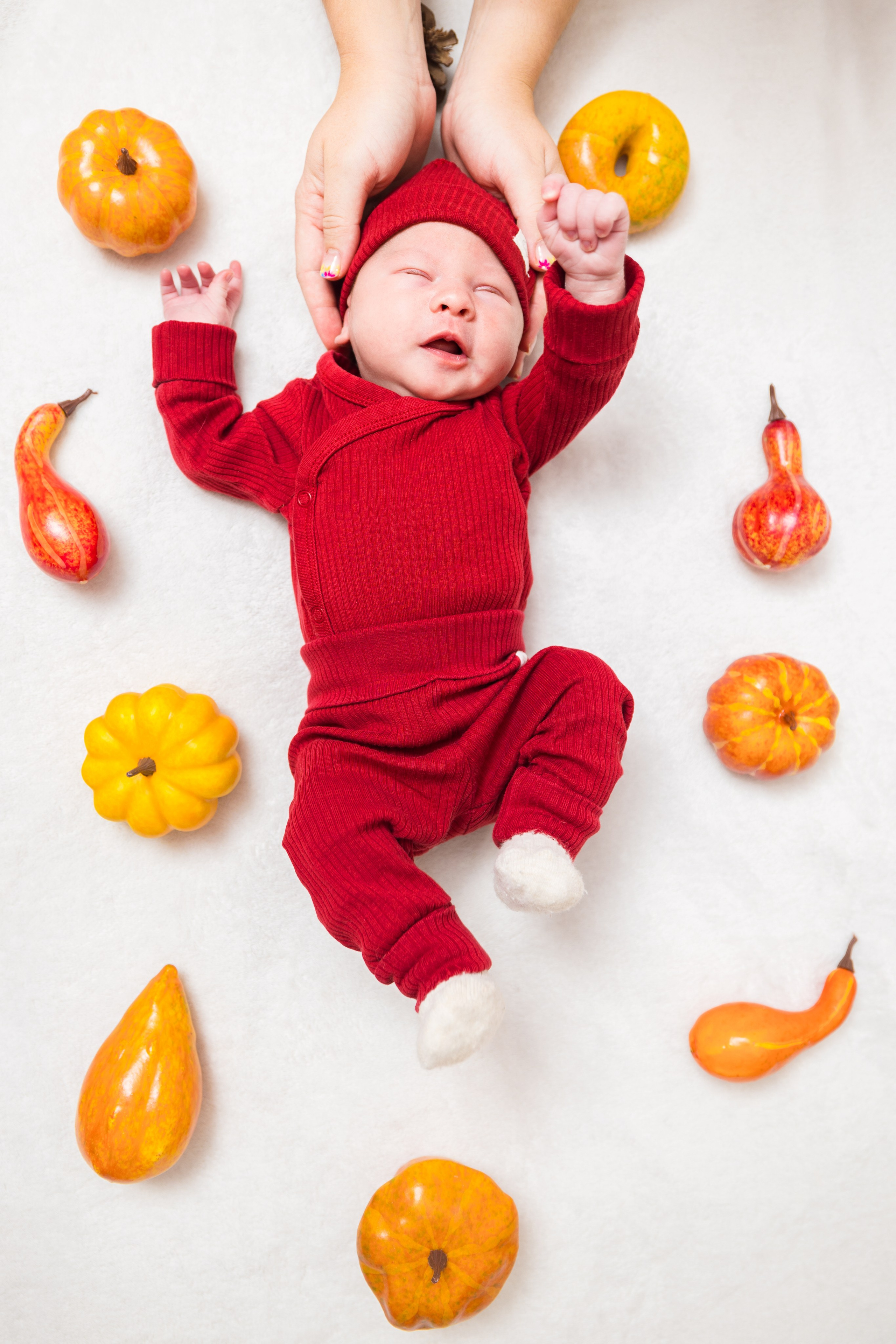 Newborn. Photomantis