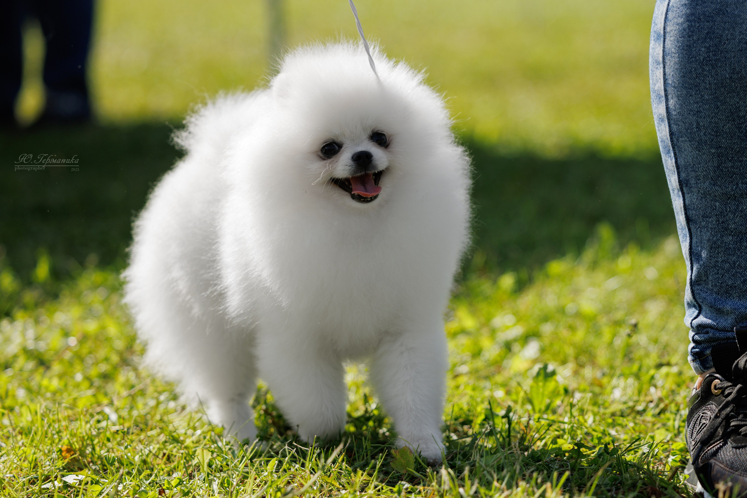 Зеленоград 13.09.2025. Фотограф-анималист Юлия Германика