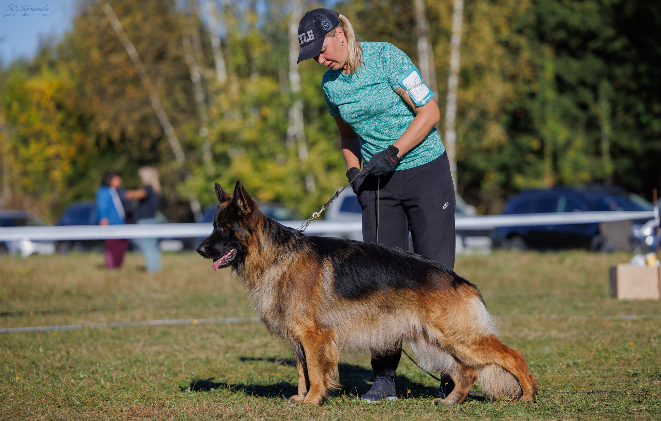 Тверь немецкие овчарки 22.09.2024. Фотограф-анималист Юлия Германика