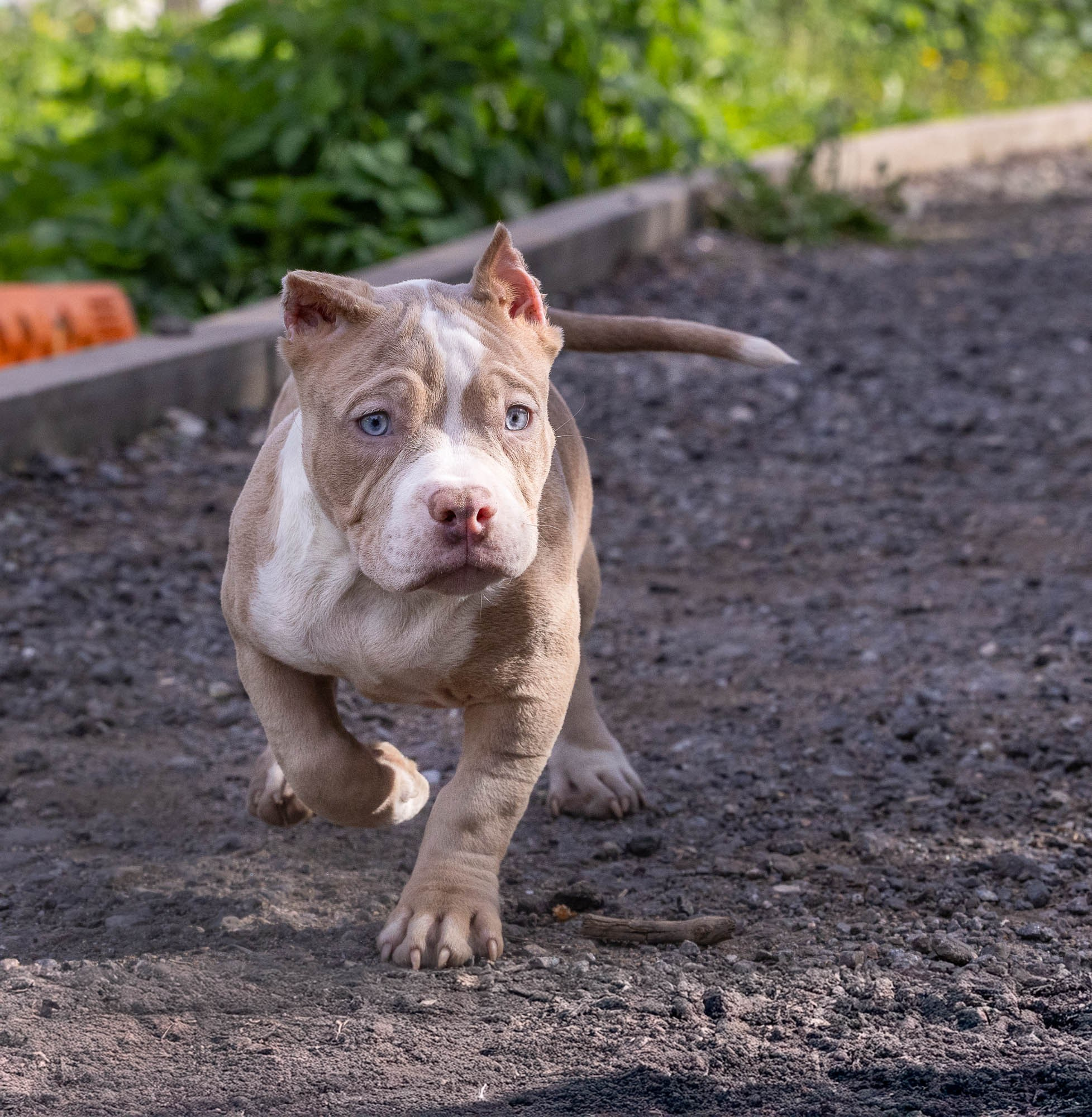 Щенки Тэя. Виктория Михайловская. Фотограф-анималист. Москва
