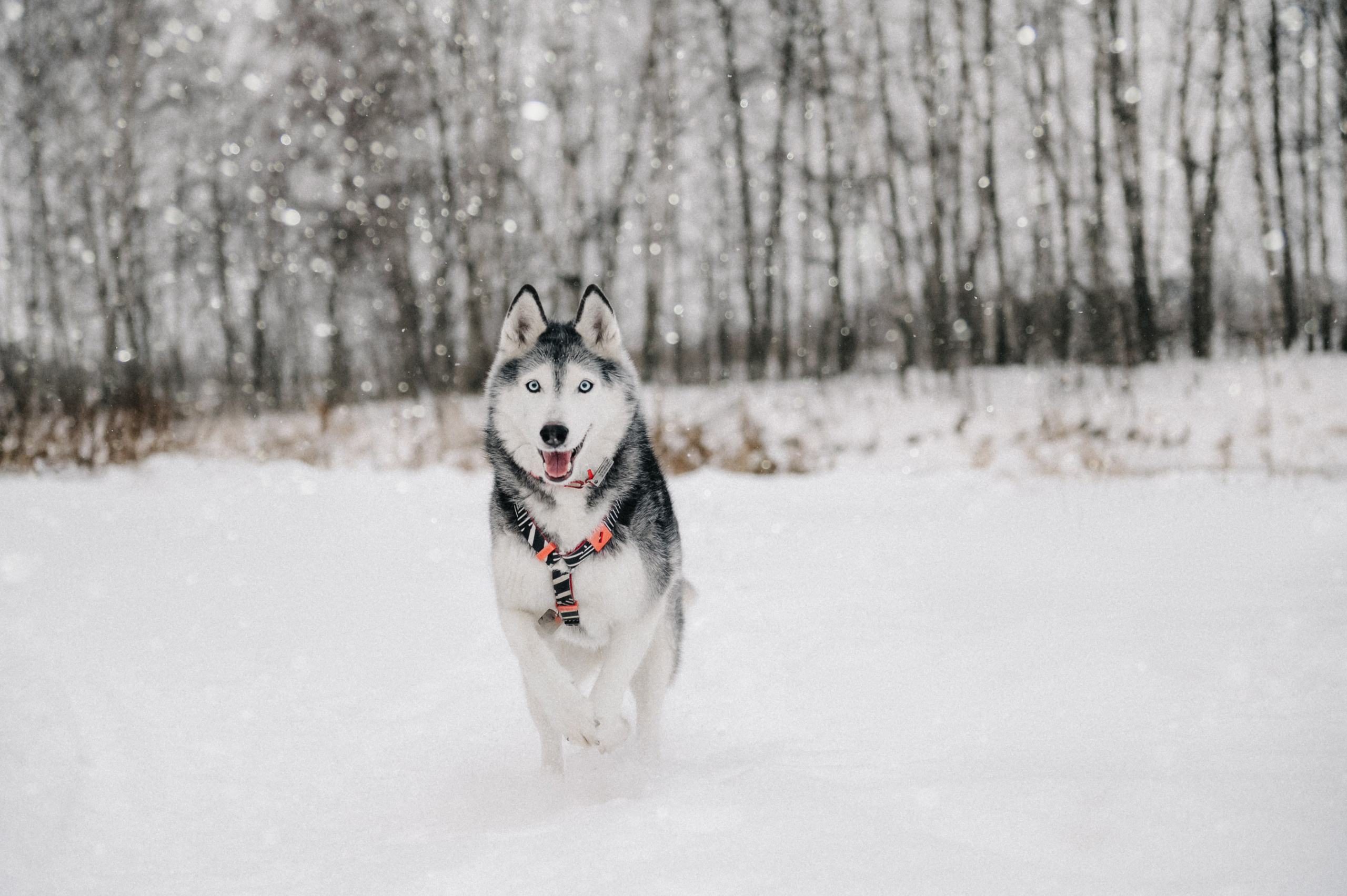 Люда и хаски Тегра (Королев, 2024). Анна Пушина, фотограф, Москва, Королев, Пушкино