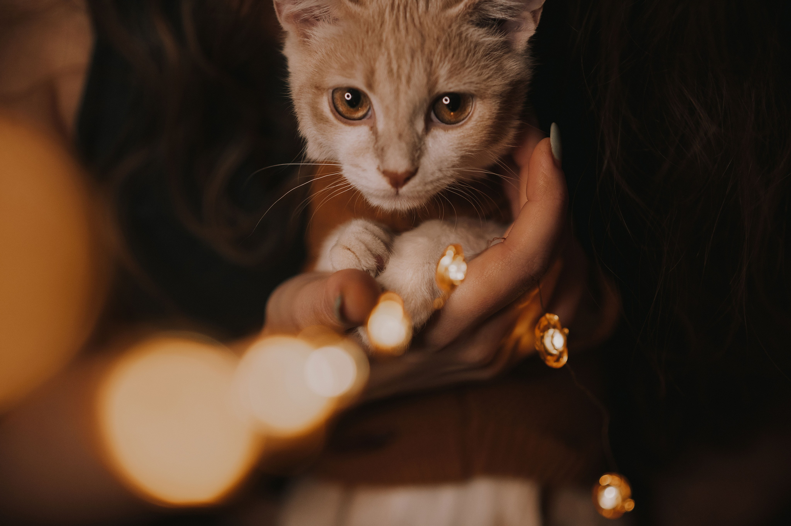 Котовая серия: Настя и Текилла (Королёв, 2022). Анна Пушина, фотограф, Москва, Королев, Пушкино