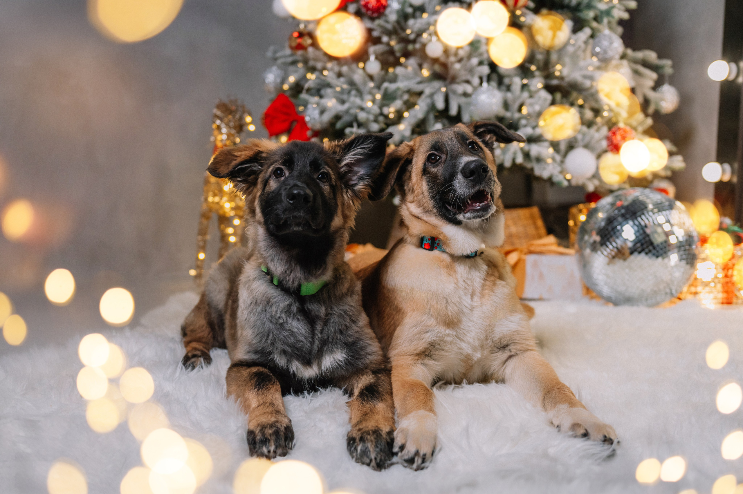 Съемка-пристройство: Мия и Майя. Анна Пушина, фотограф, Москва, Королев, Пушкино