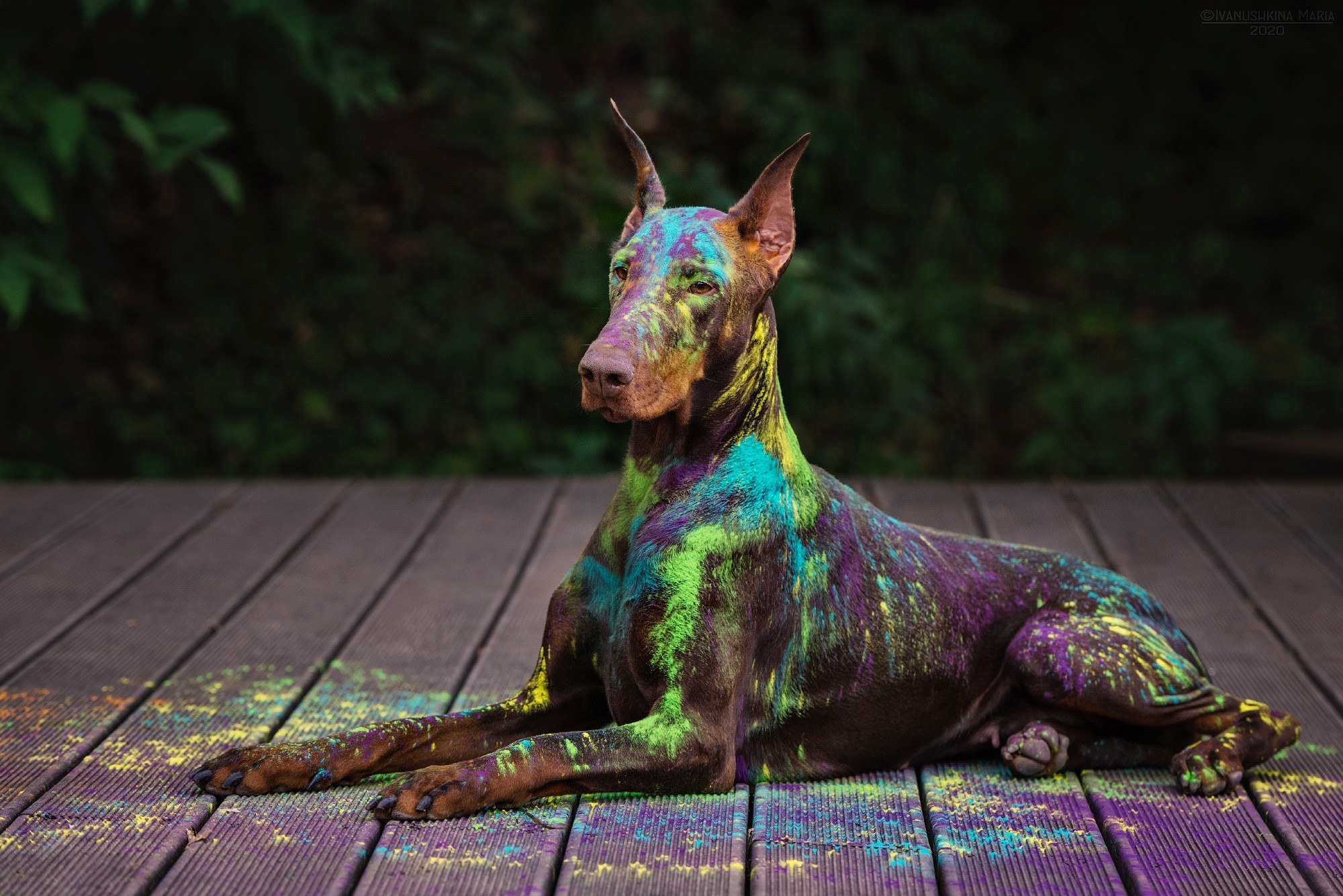 Фотосессия собаки с красками холи. Фотограф собак в Москве и Московской области Иванушкина Мария
