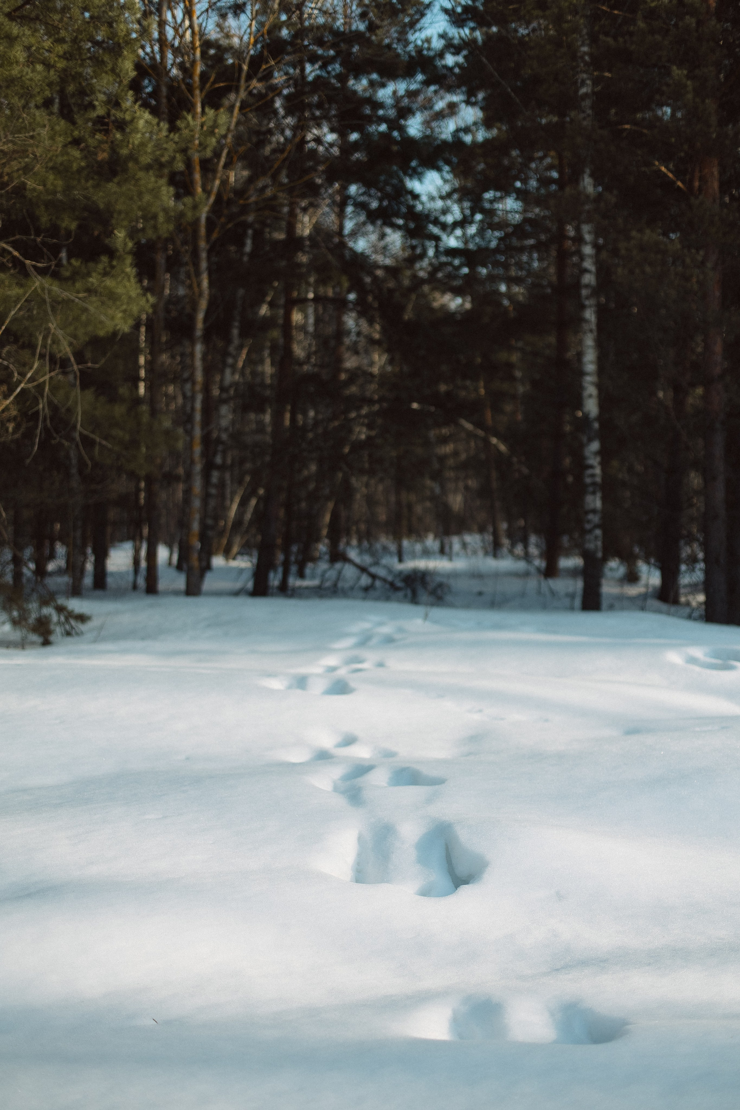 Экопарк ПОЛЯНЫ. Главная