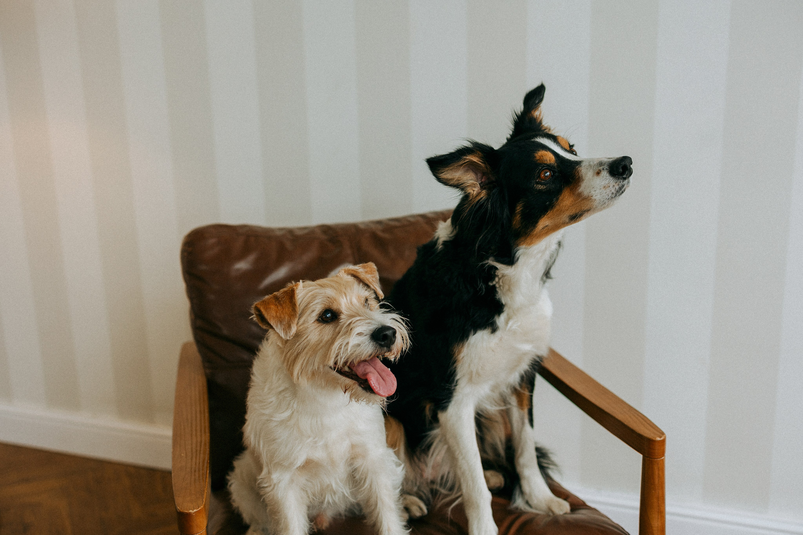 Цунами, Теон и Женя. Фотограф анималист Анастасия Пикей