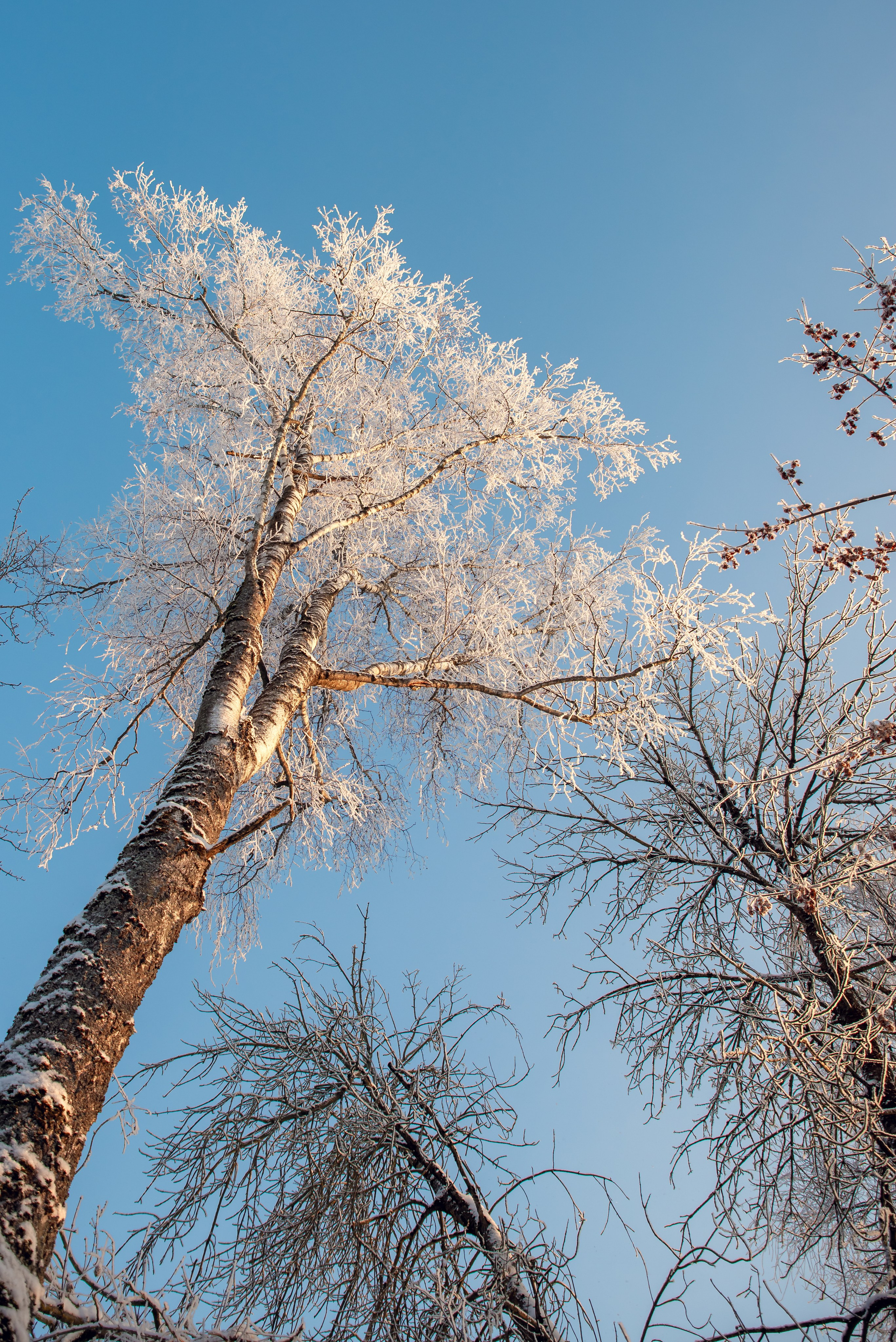 Зимушка зима. Фотограф Крещение Венчание Москва