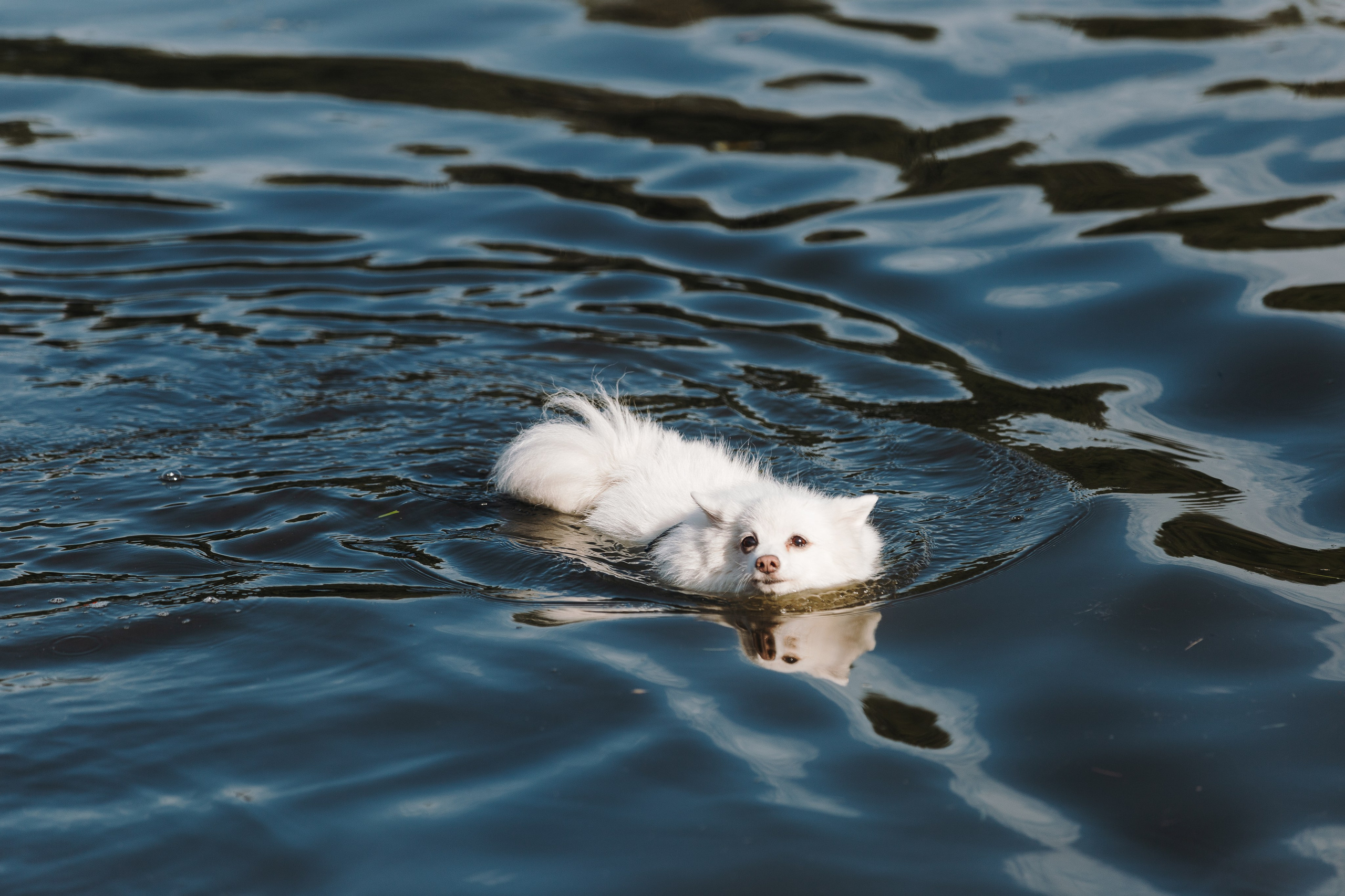 Petshop Sup day. Фотограф анималист Кристина Карпова, Москва