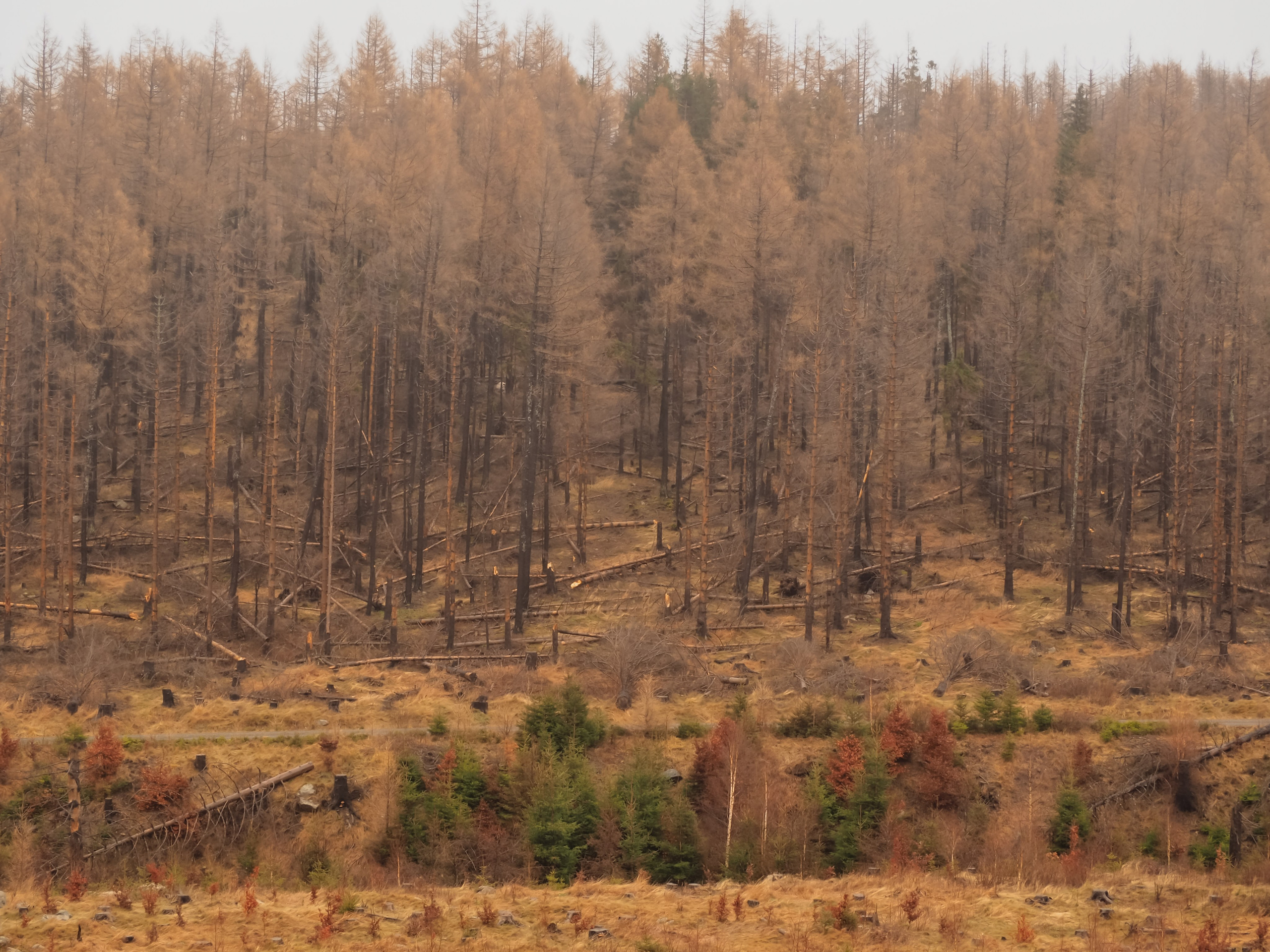Харц. Германия. Репортажный фотограф в Берлине Александра Герман