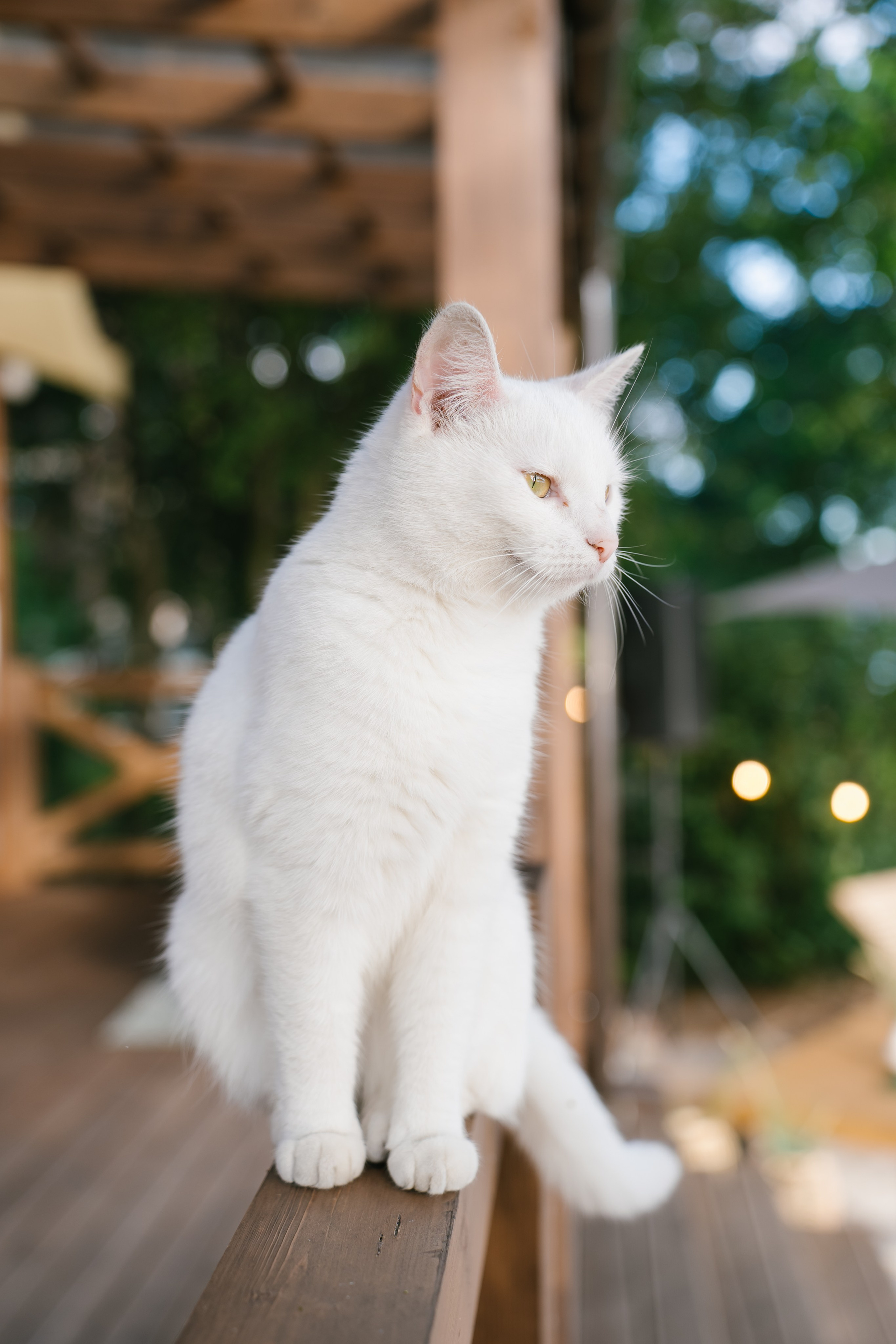 ЕКАТЕРИНА & ДМИТРИЙ (Санкт-Петербург). Фотограф в Сочи, Санкт-Петербурге, Москве, Италии, Франции, Черног