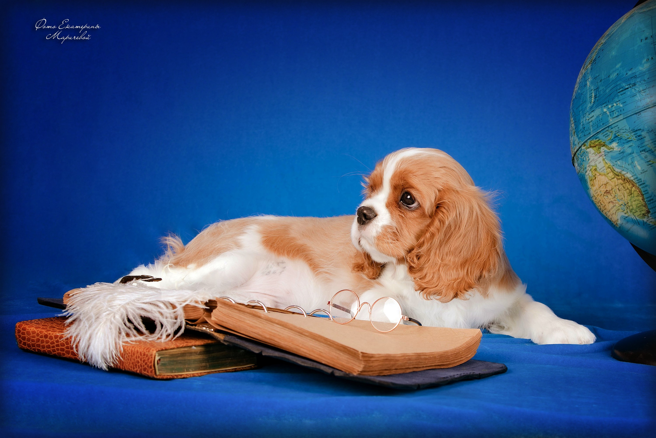 Галерея щенков. Фотограф-анималист в Омске Екатерина Маричева