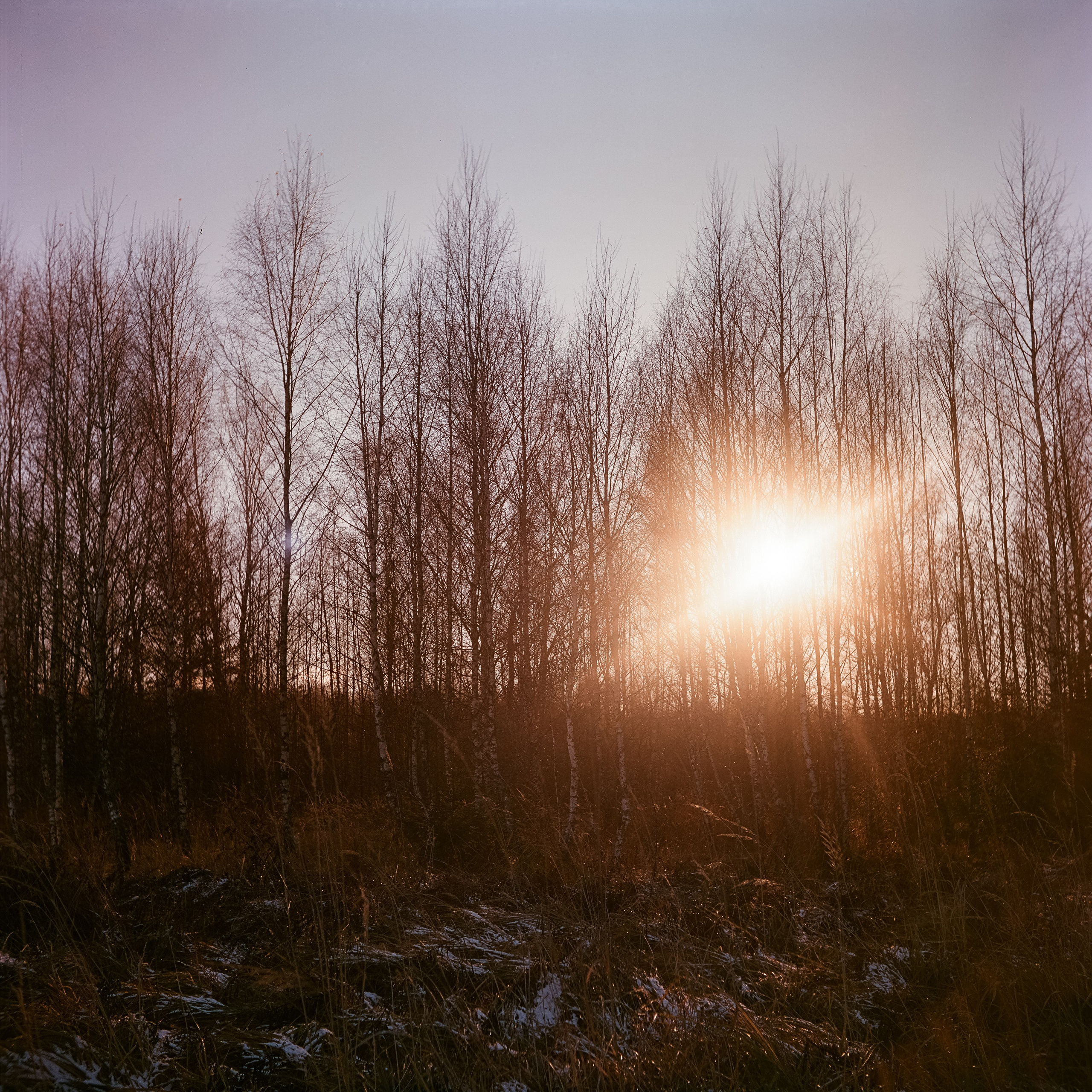 Yashica 635 / Aeronega 100 (Kodak Aerocolor IV) / ноябрь 2024 Лукино