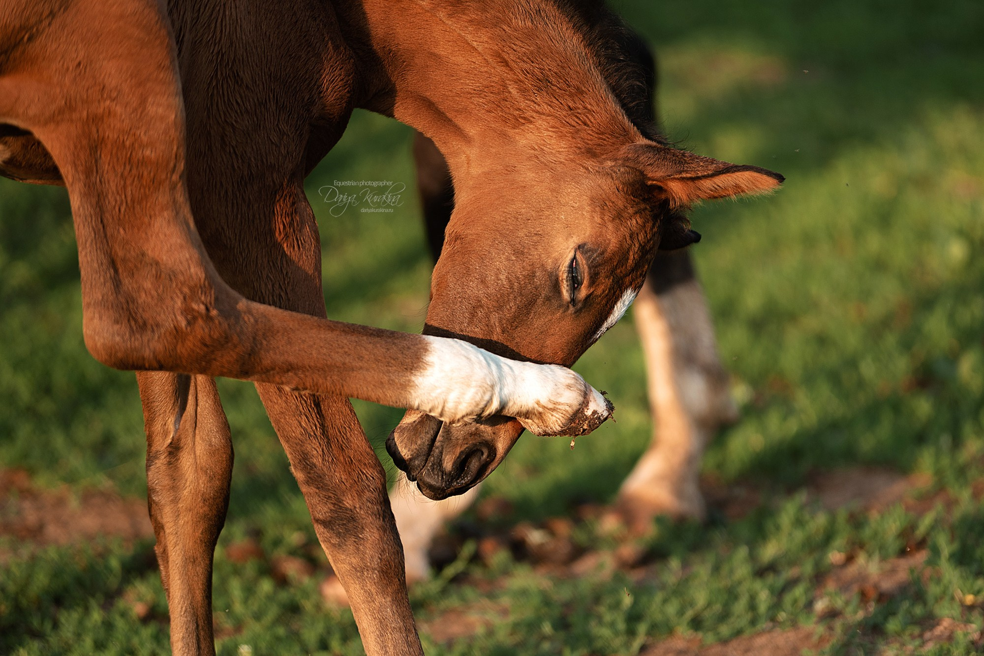 Малышка Кэндис. Конный фотограф Куракина Дарья • Фотосессии с лошадьми