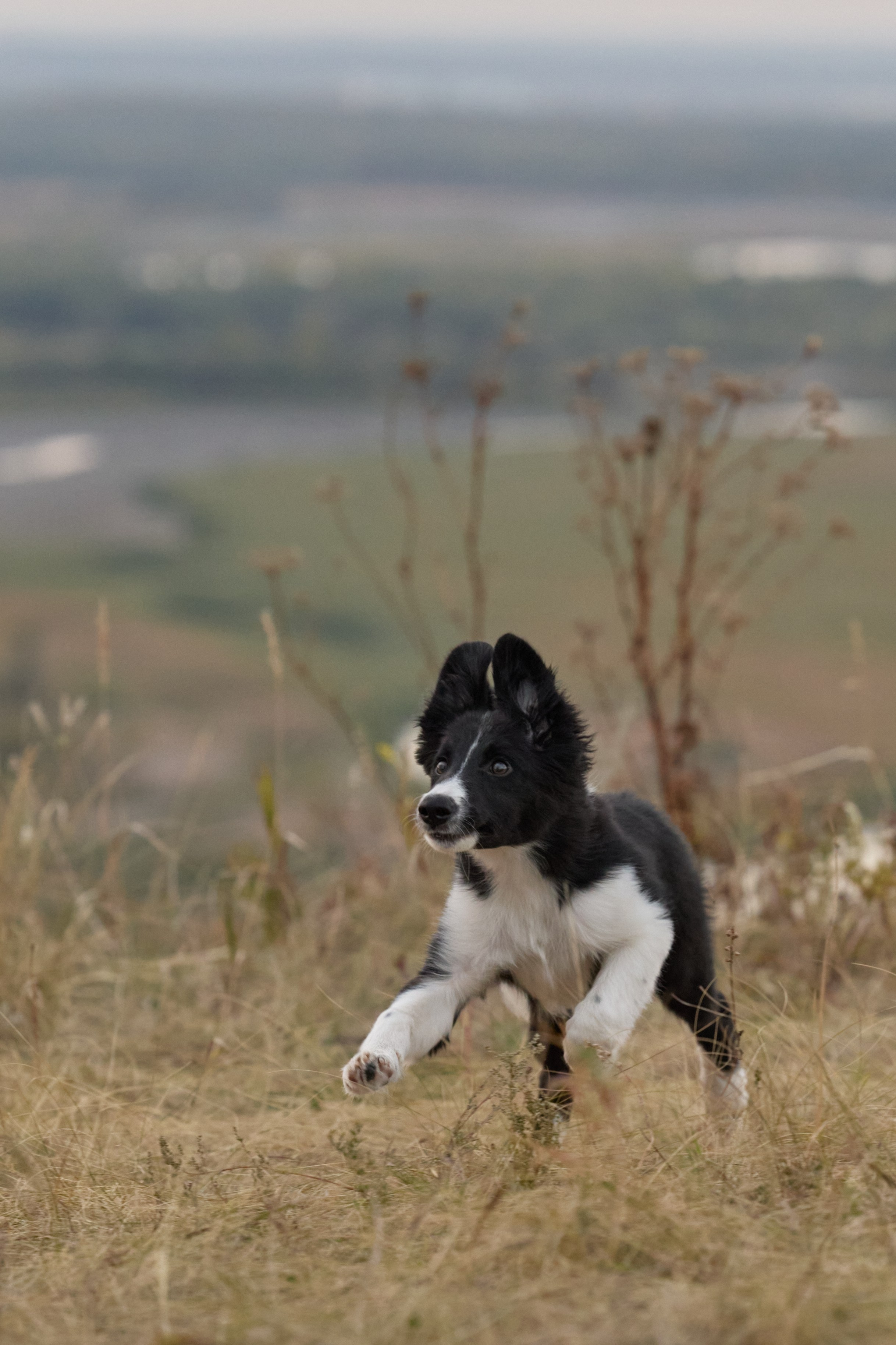 Аделя и ее хвостики. Фотограф анималист в Казани Алина Сулейманова. Фотограф животных