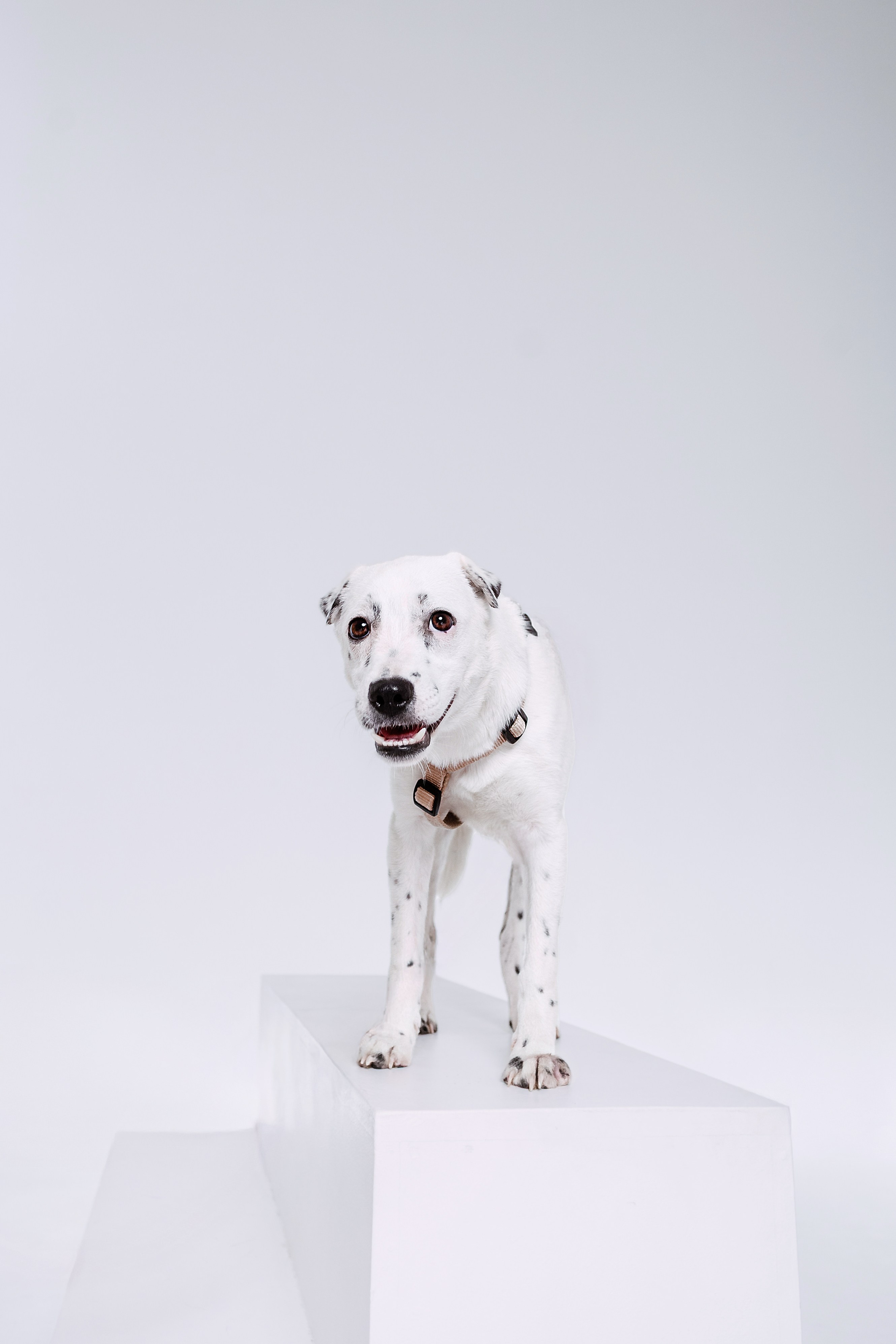 Студия лето 2025. Фотограф-анималист Татьяна Степанова