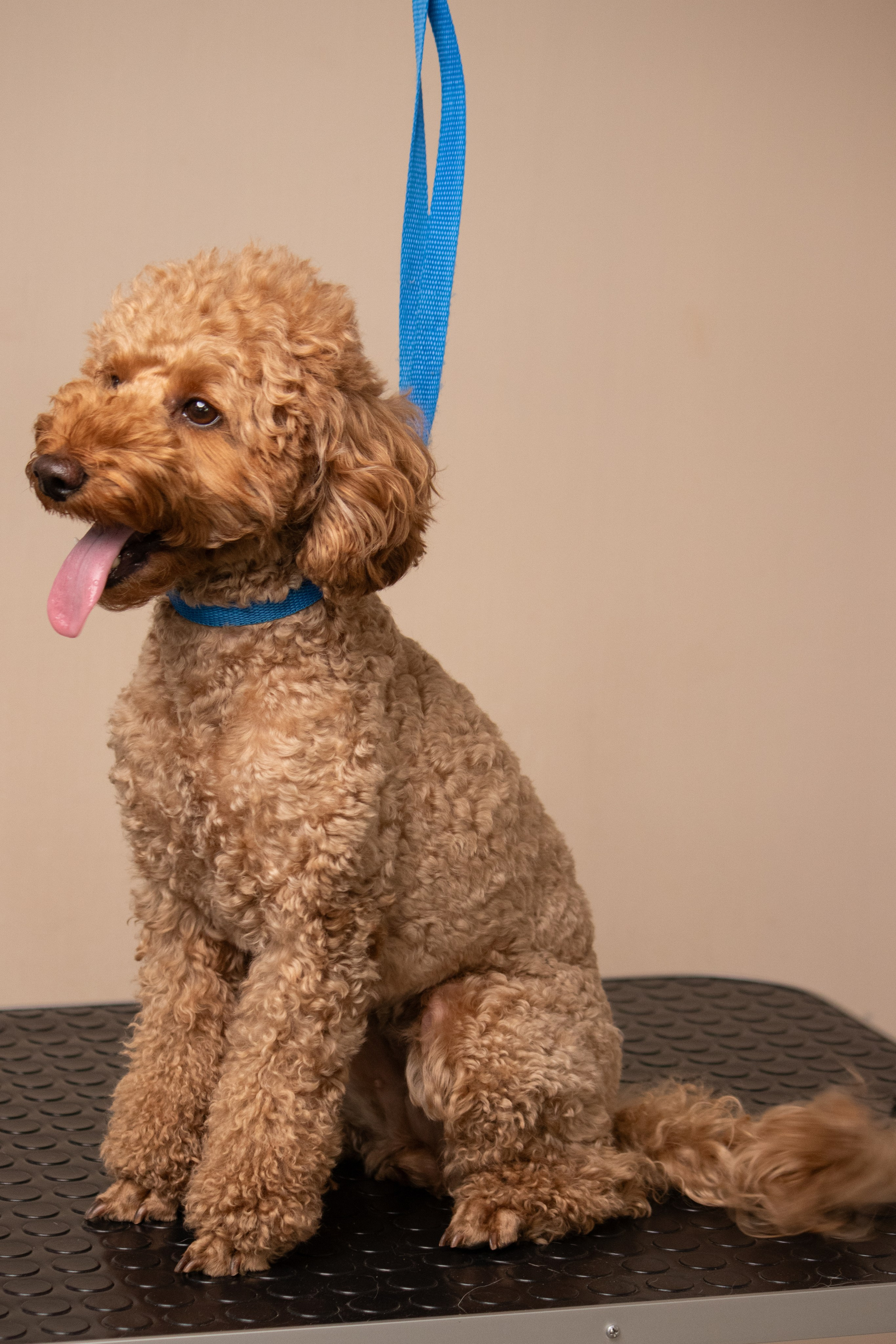 MOS`KA groom | Стрижки кошек и собак | НН. Фотограф в Нижнем Новгороде Екатерина Хисматулина