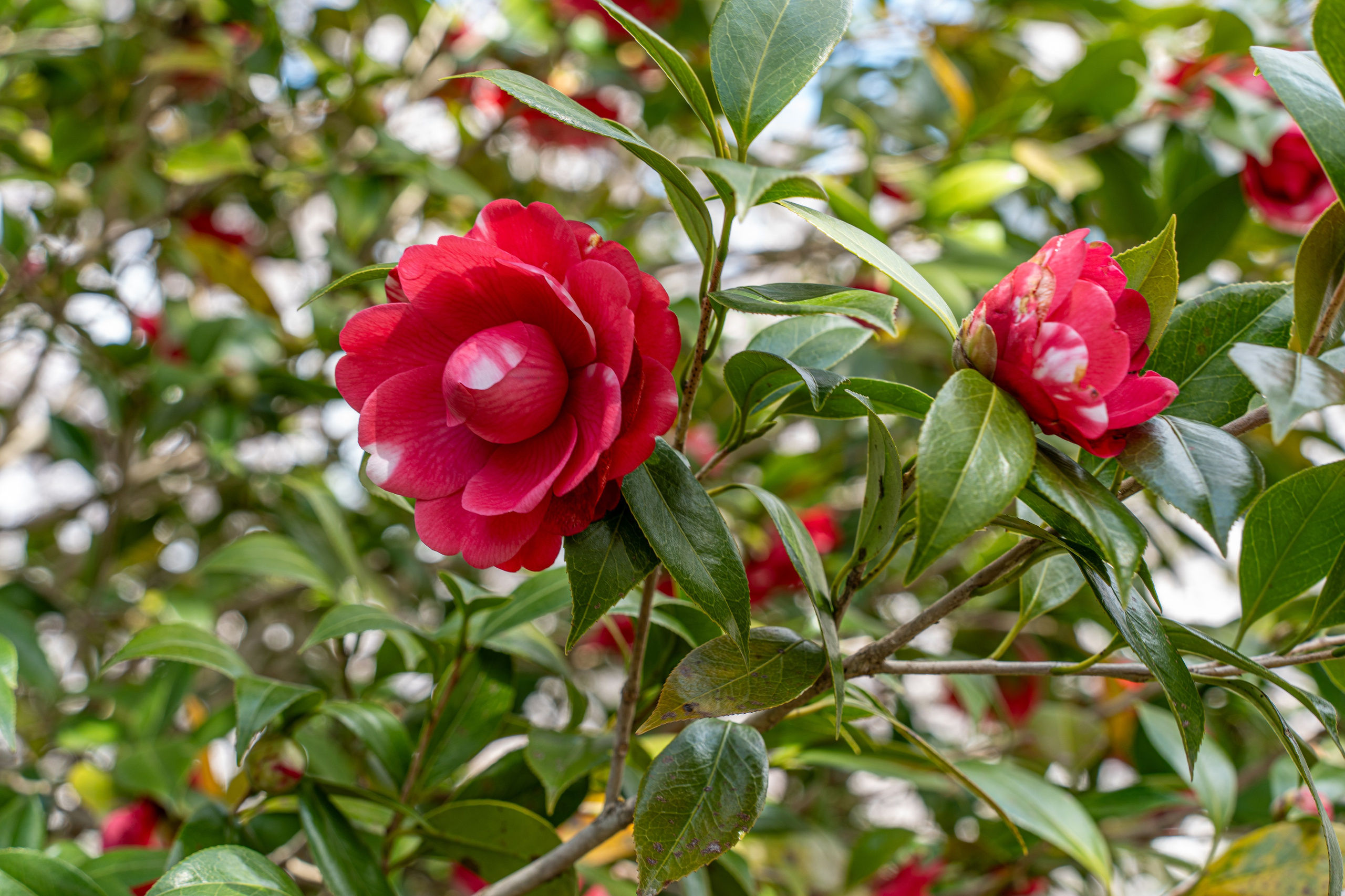 Япония, сакура. Творческие сьемки