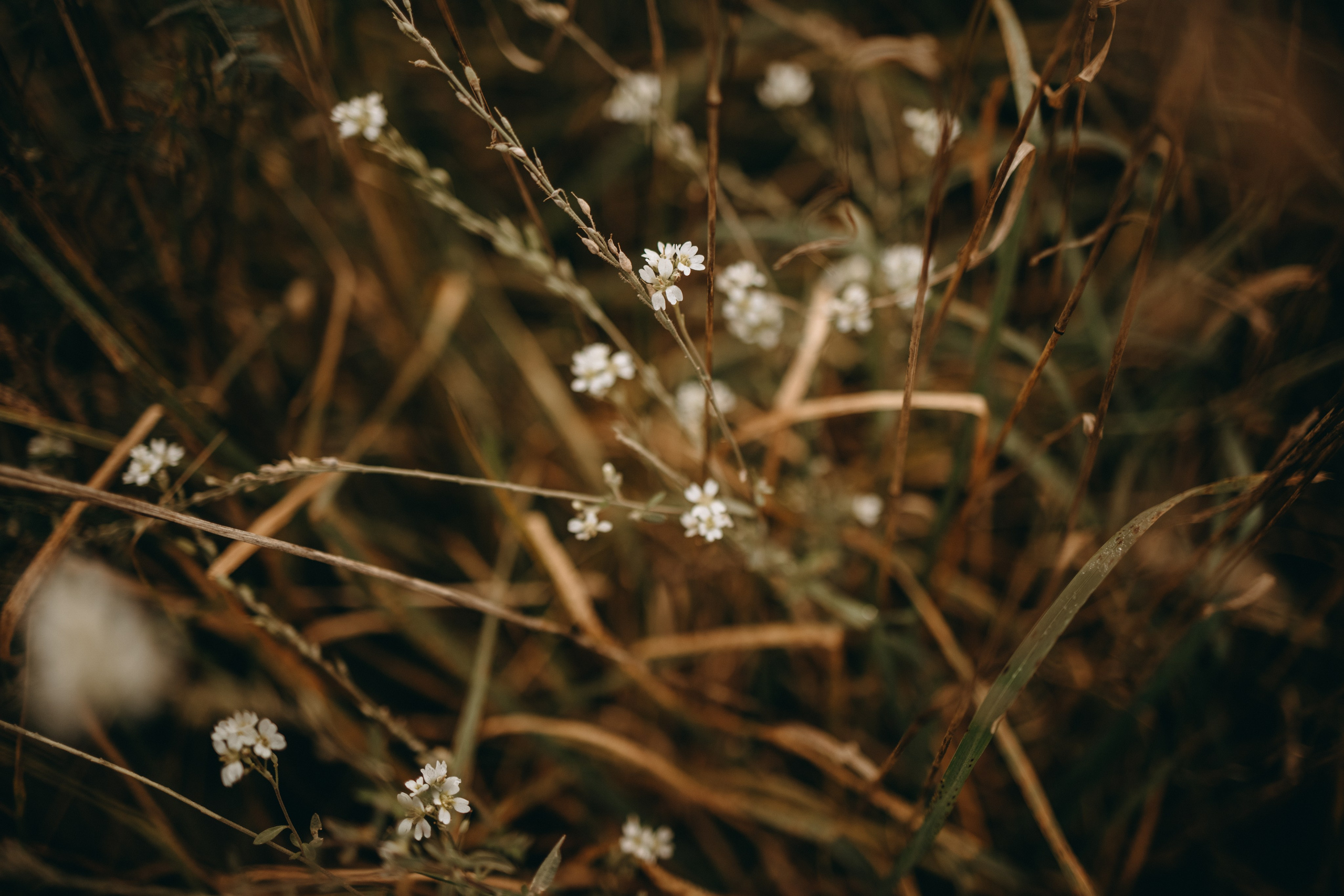 Лора и Джанго. Фотограф — Анималист | Санкт-Петербург