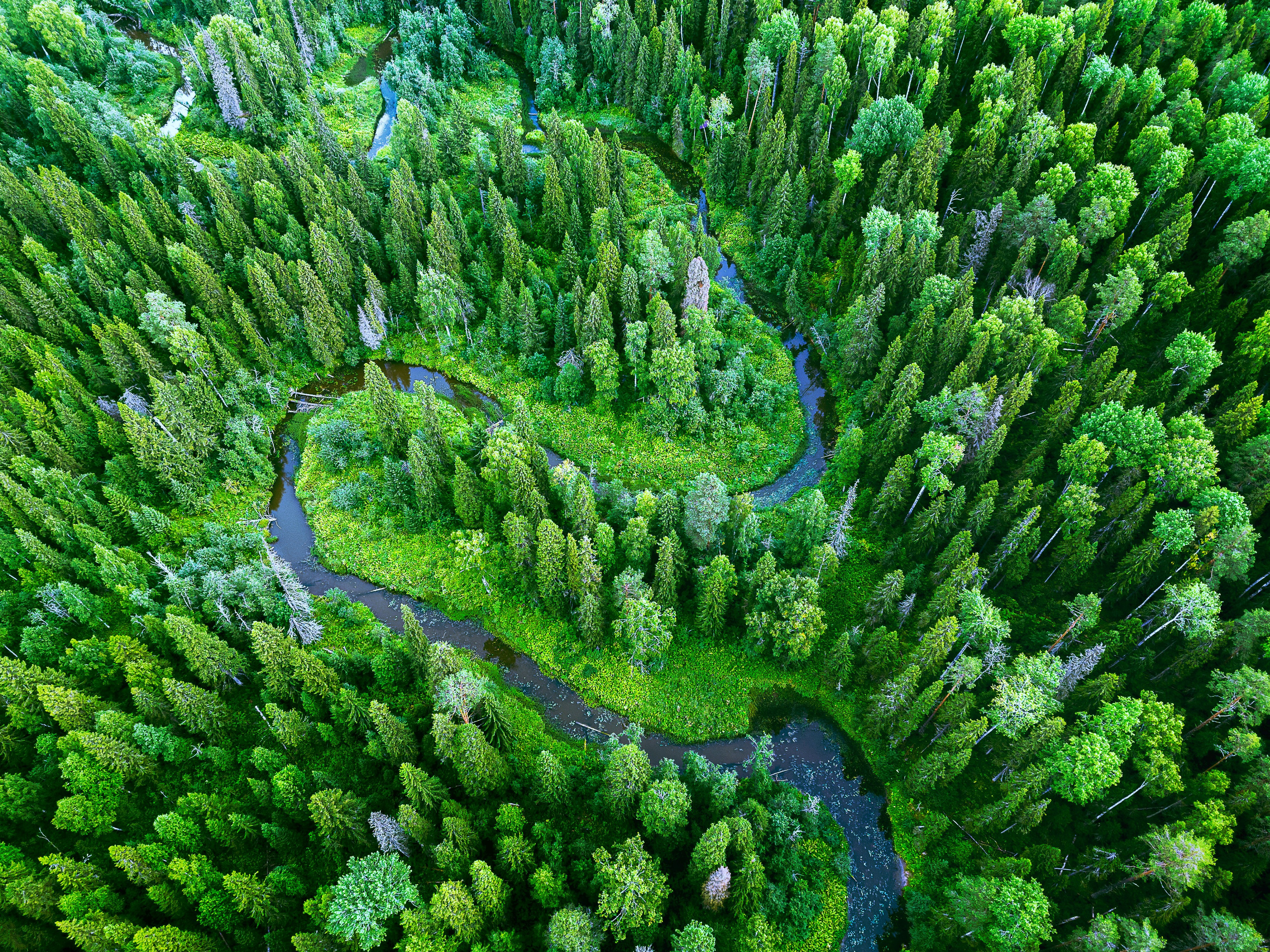 Тайга, республика Коми. Река Сенюк, нацпарк "Койгородский".