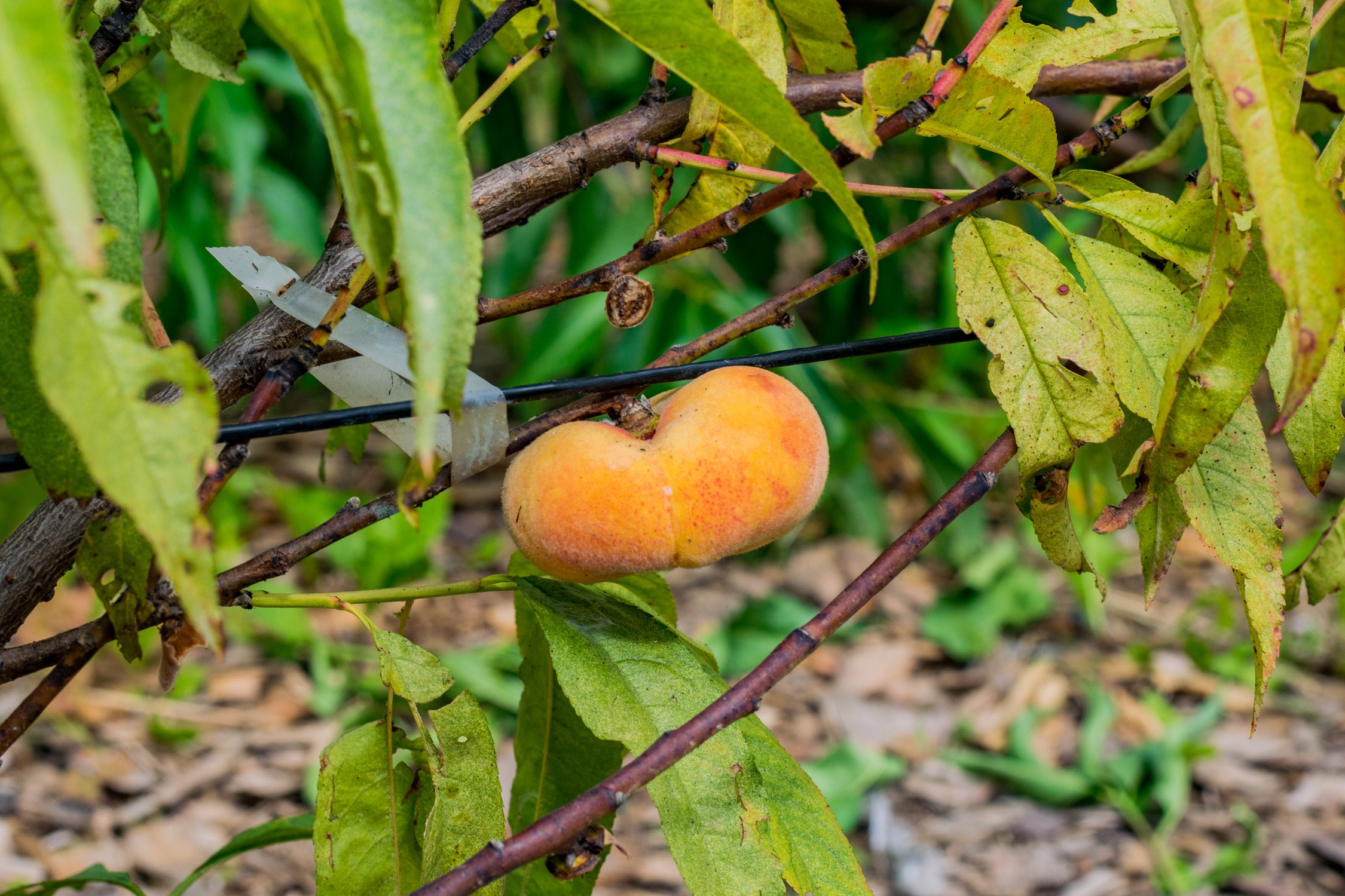 Антон Курдюмов фотограф в Хабаровске Рина Курдюмова фото27 foto27 Антон Дорофеев репортажный репортаж документалист Тони и Рина фотосоздатели Виноградники Хехцир 2024 Хабаровск виноград дикий фермер фермерство дачный сезон