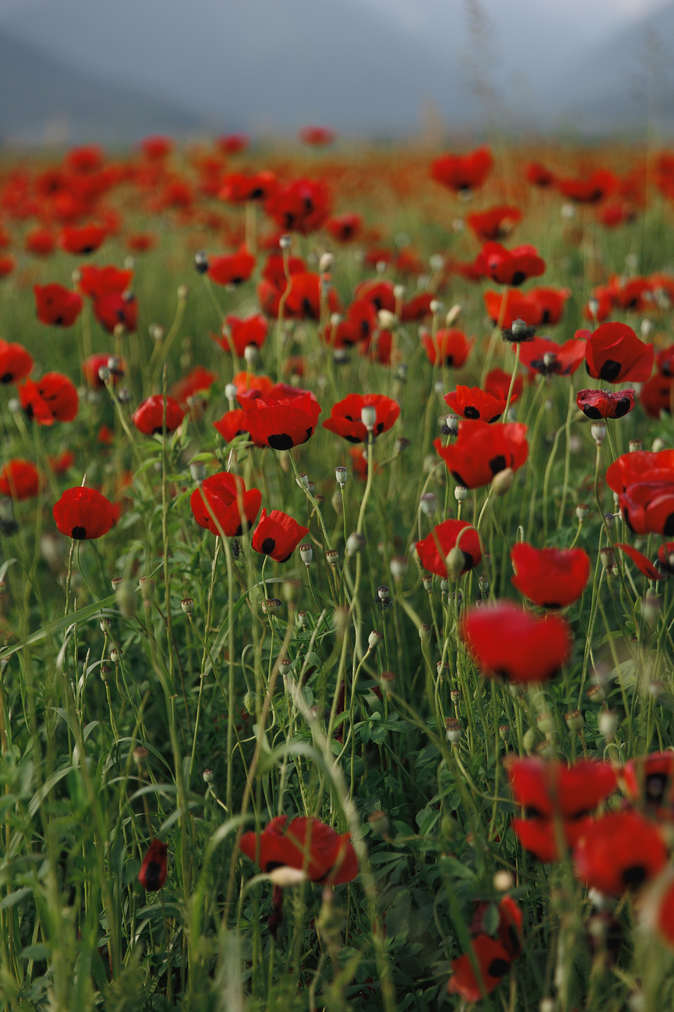Miroslava&Ilia in Kaheti. Wedding photographer in St. Petersburg, Europe and Israel Anna Agafon