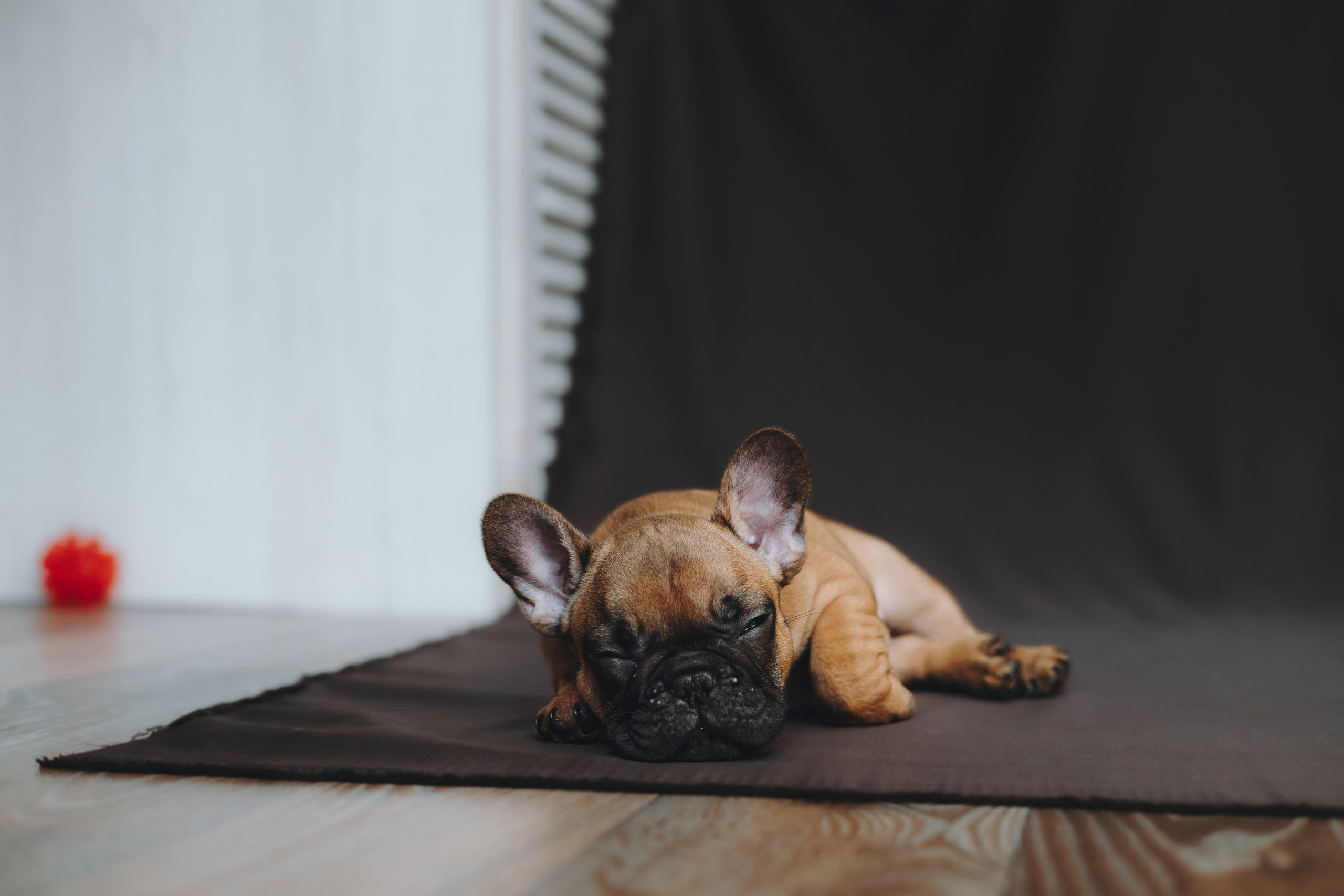 Щеночки. Фотограф — анималист Владивосток, Алина