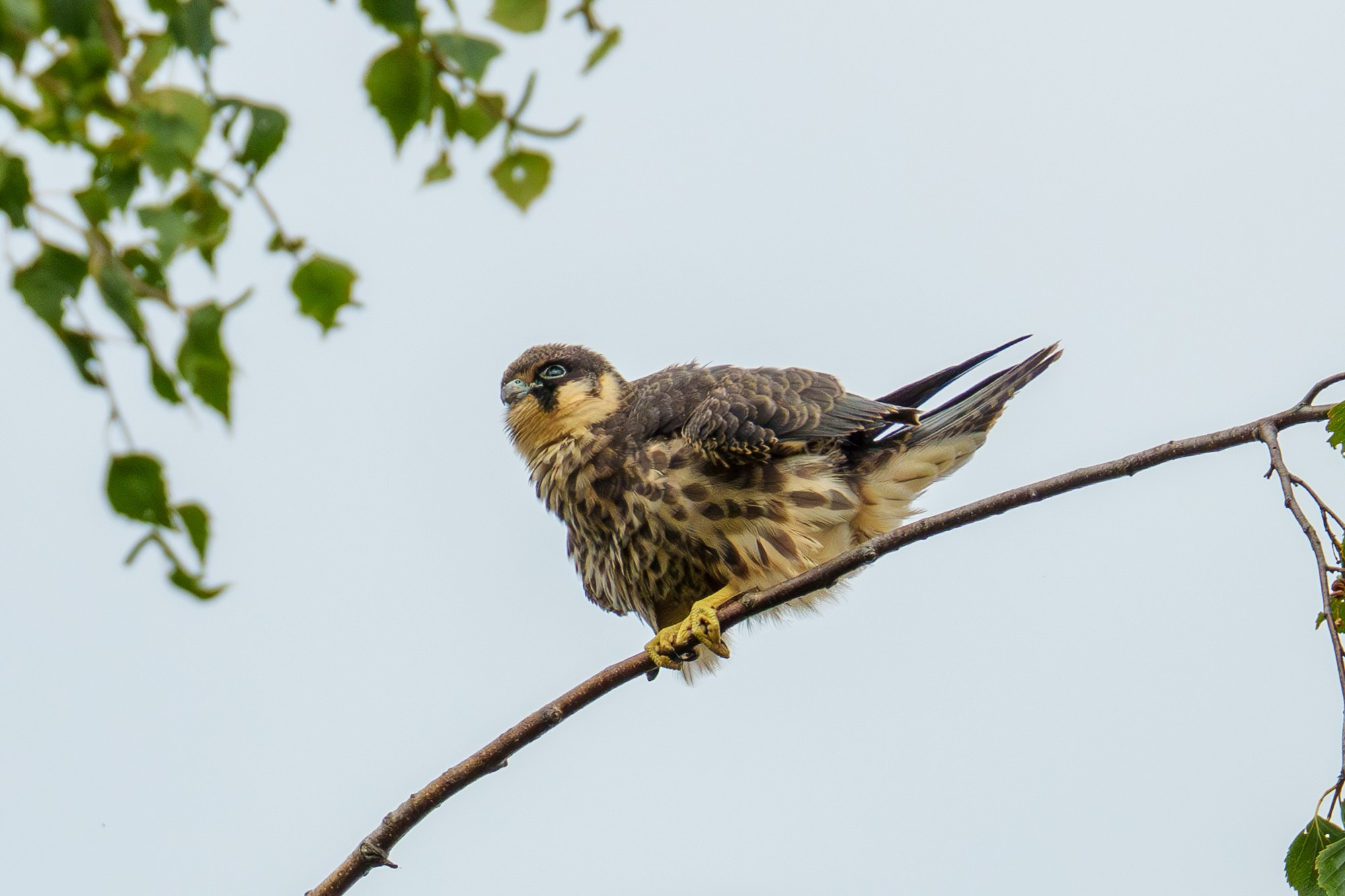 Удивительные мир птиц. Вокруг нас столько прекрасного — присмотритесь!. Ваш личный фотограф Марина Волкова