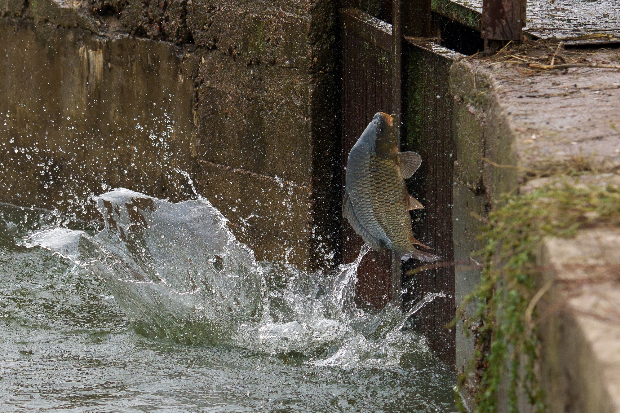 Животные. Ваш личный фотограф Марина Волкова