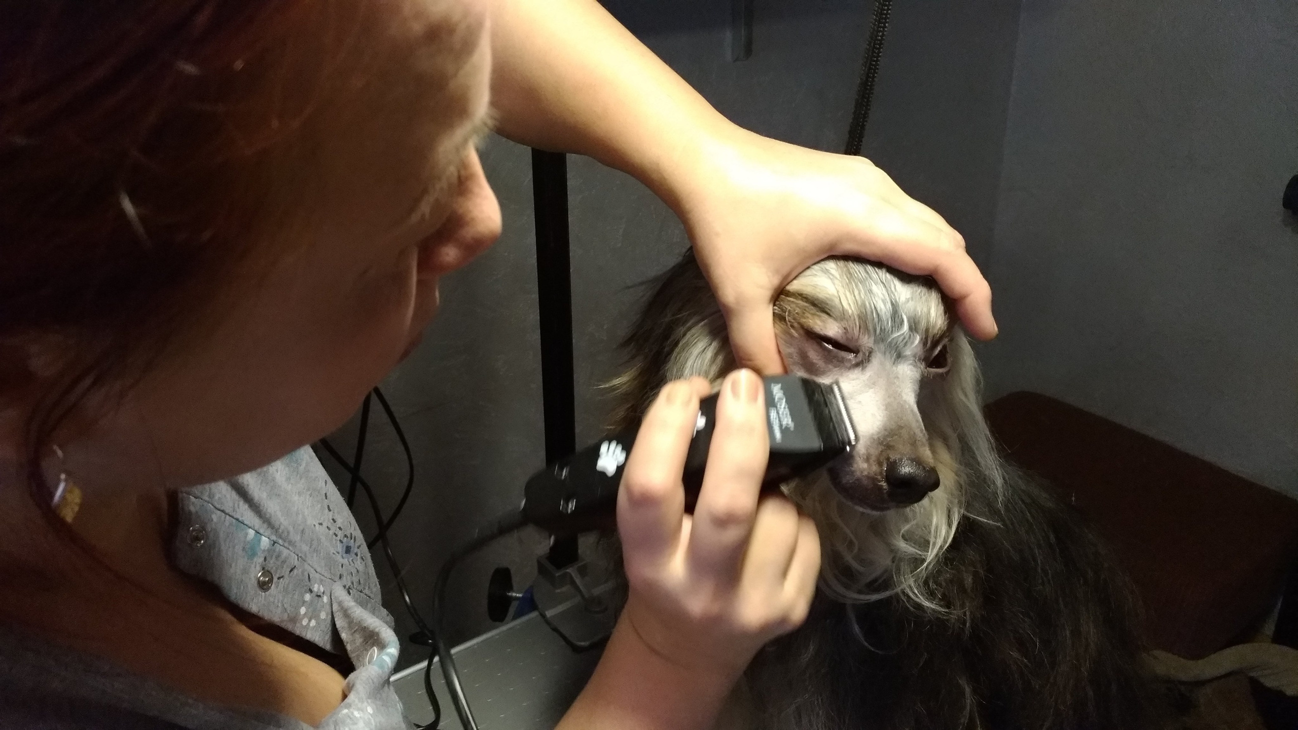 Poale Ell Bazhen. Chinese Crested Dog Kennel Poale Ell