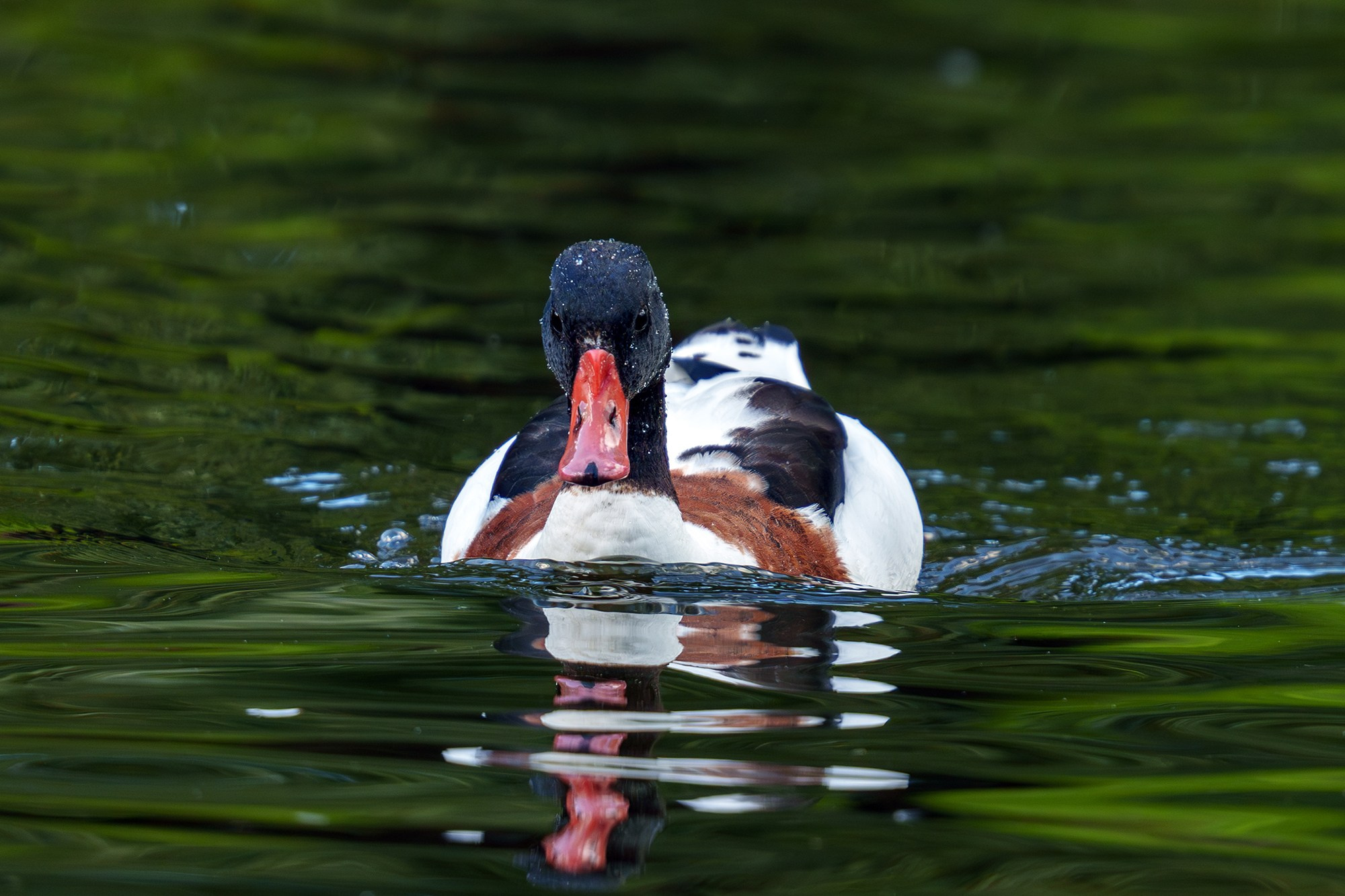 Удивительные мир птиц. Вокруг нас столько прекрасного — присмотритесь!. Ваш личный фотограф Марина Волкова