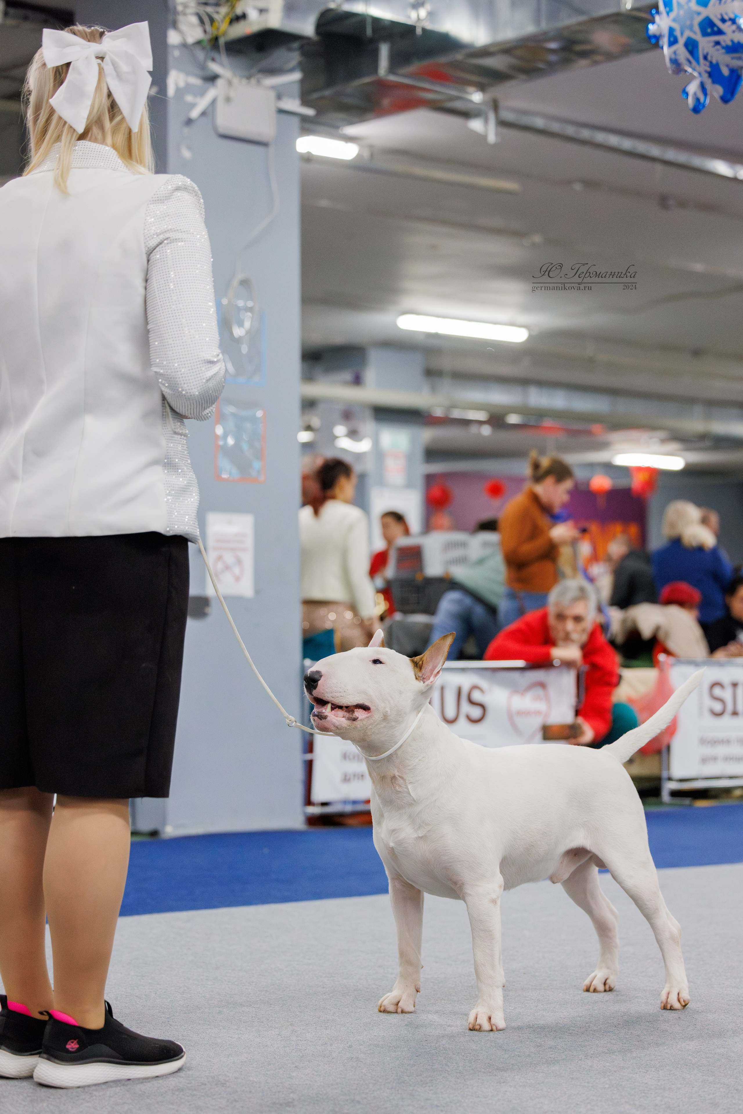 Крокус 21.12.2024,Сфера 29.12.2024. Фотограф-анималист Юлия Германика