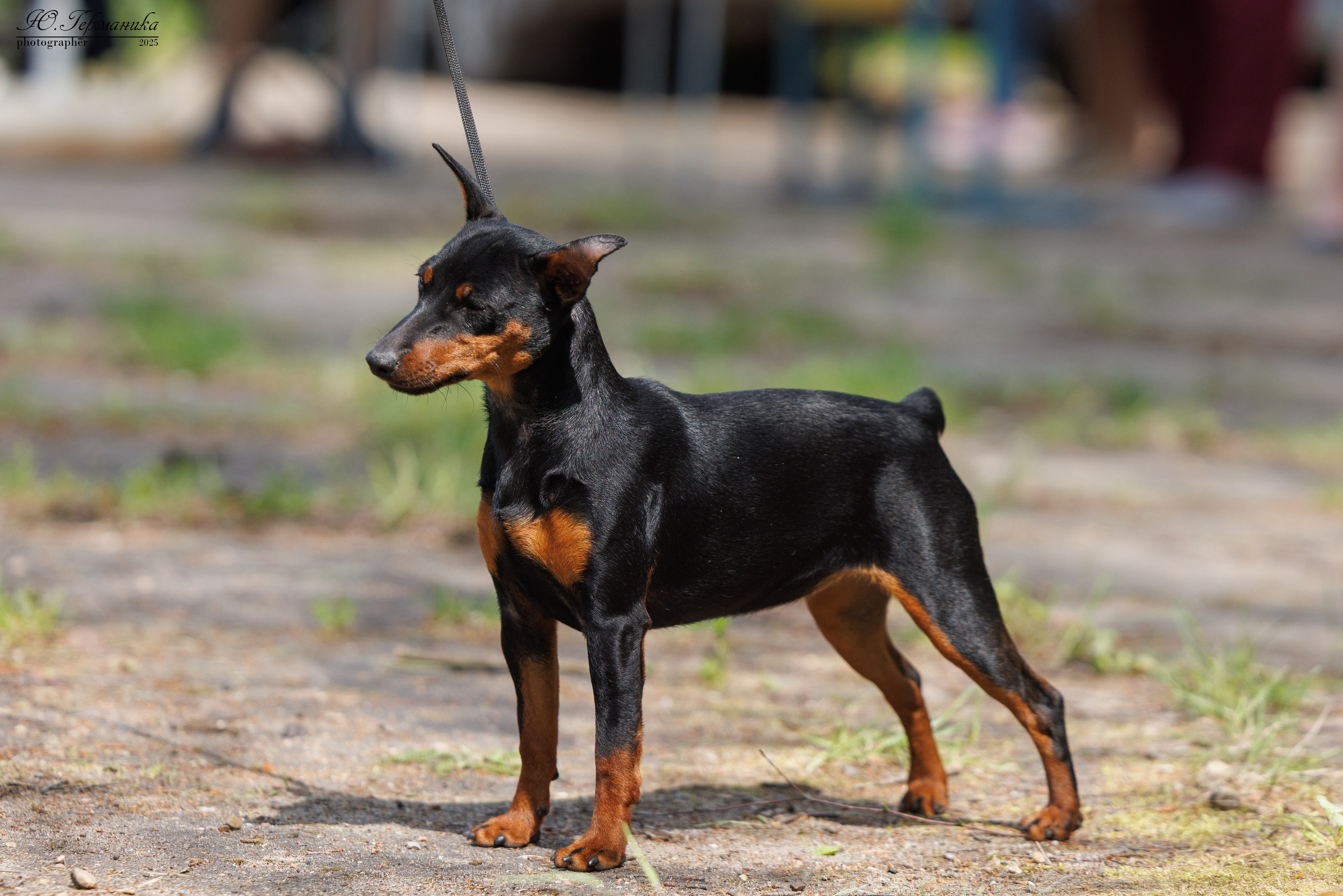 Тверь 24.05.2025. Фотограф-анималист Юлия Германика