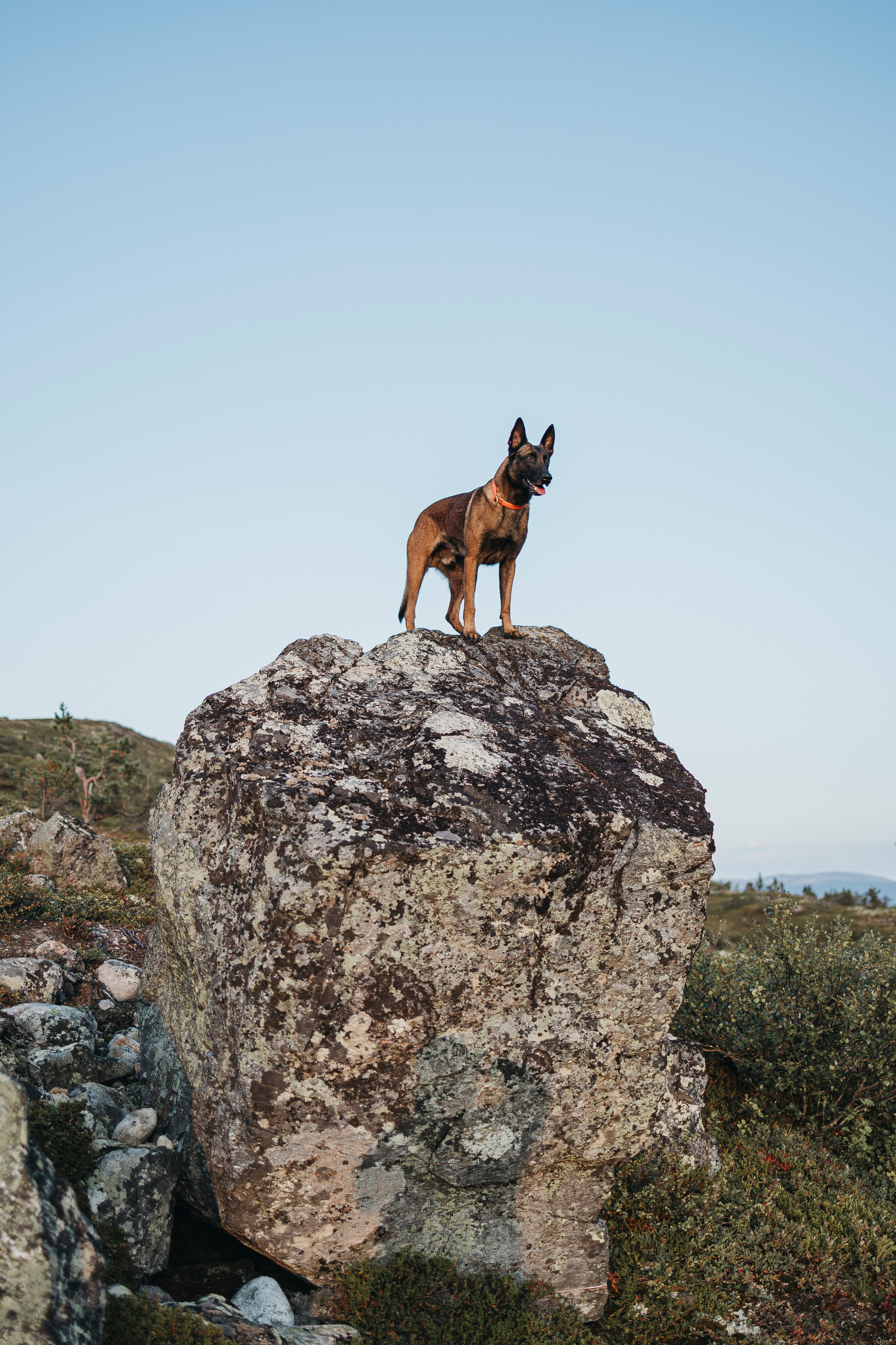 Горы. Фотограф-анималист Анна Маринич