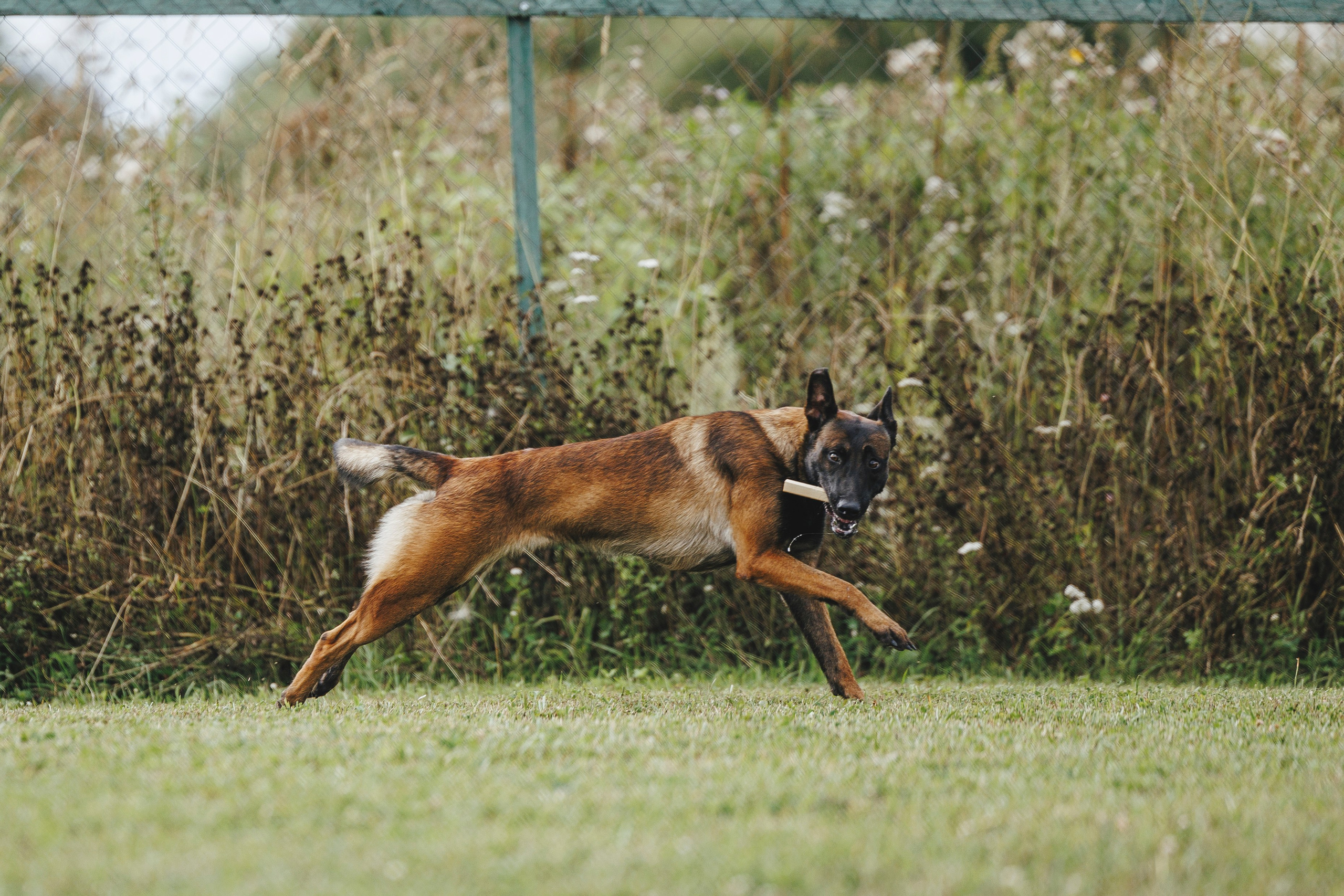 08.08.25-10.08.25 ЧР по мондьорингу г. Вологда. Фотограф-анималист Анна Маринич